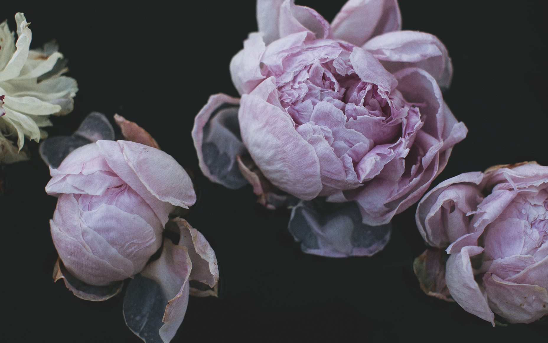 Pink peonies on a black background HD Wallpaper