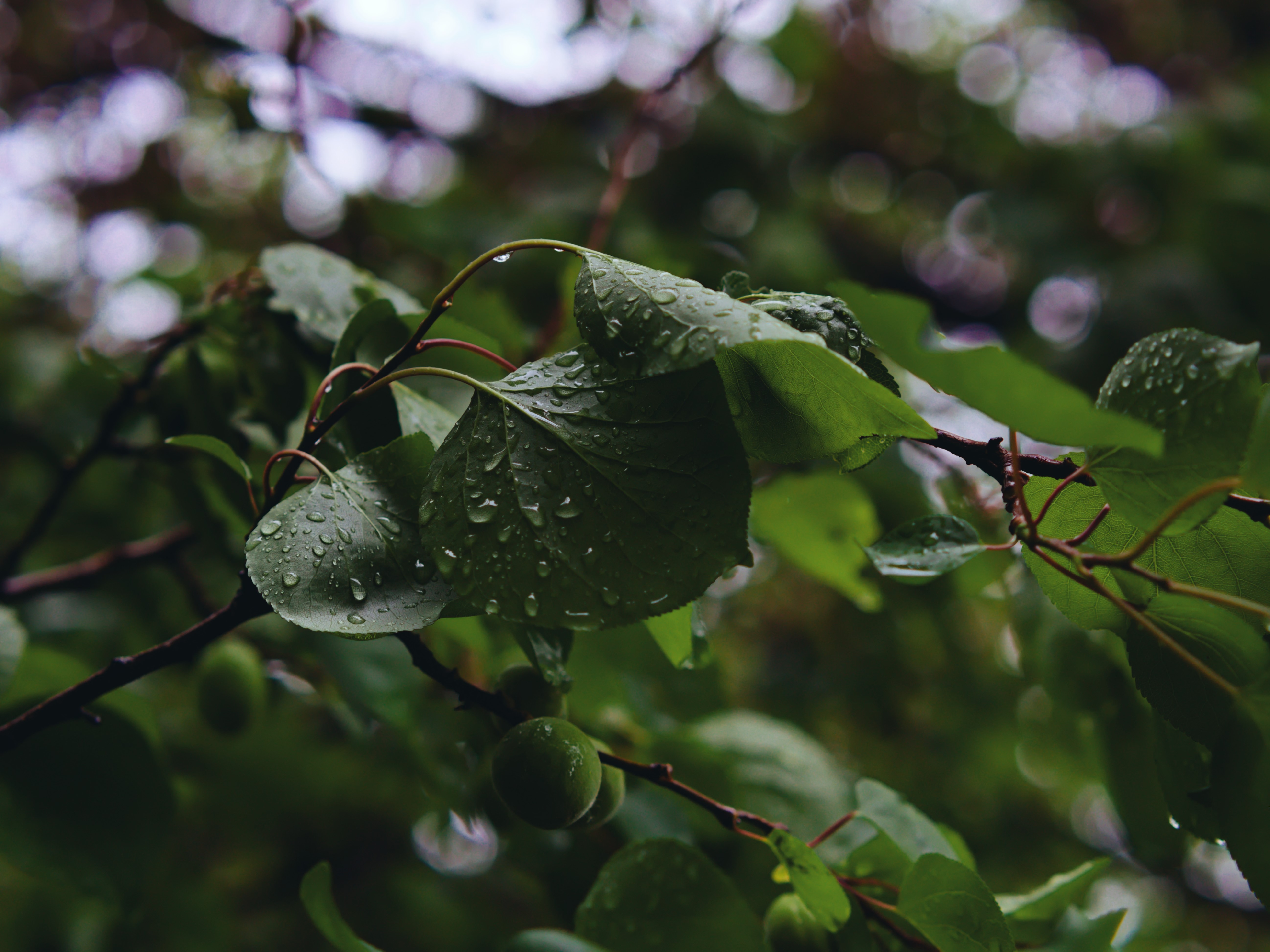 Macro shot of wet leaves and unripe fruit HD Wallpaper