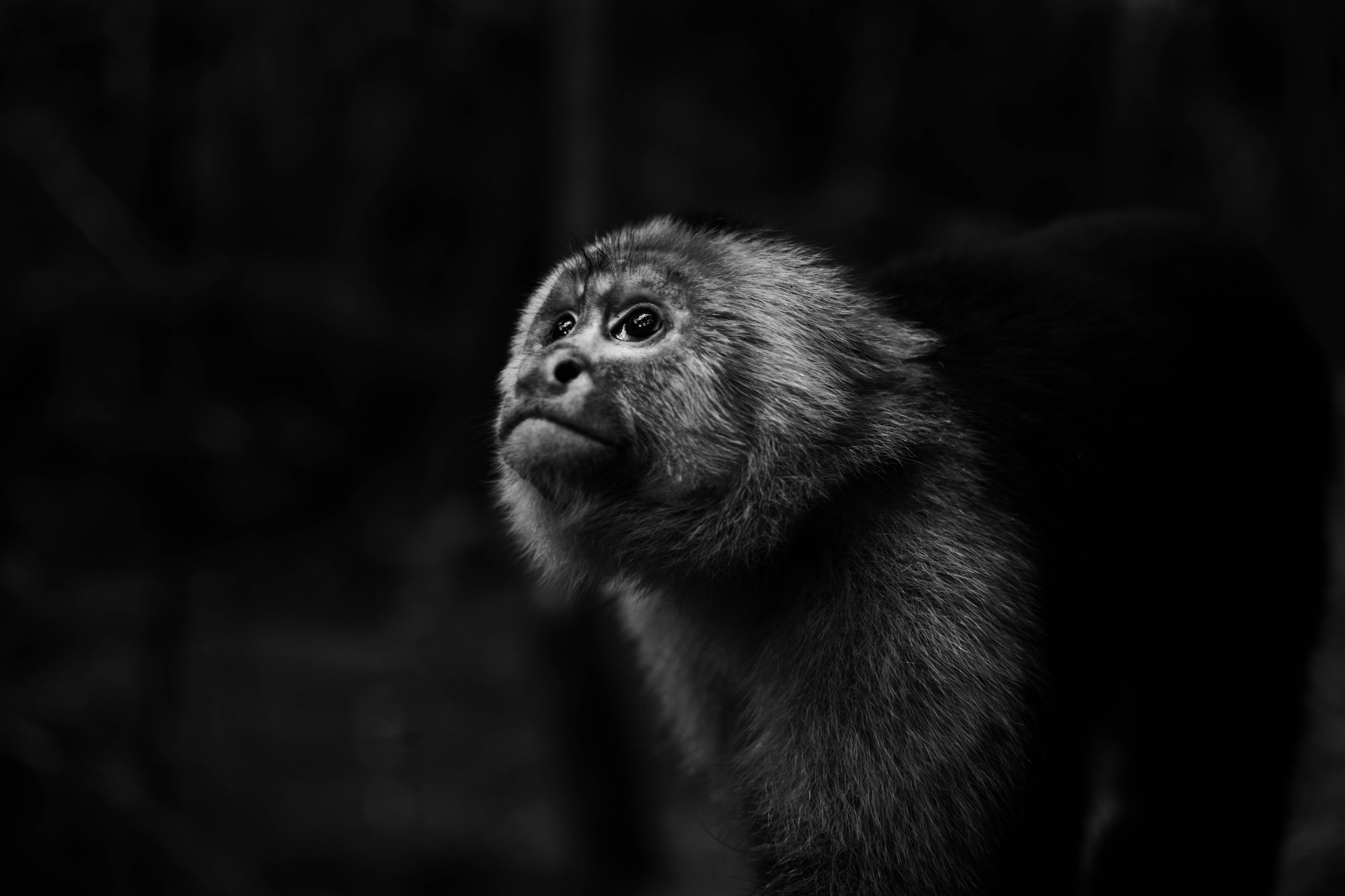Monochrome portrait of a monkey looking up HD Wallpaper