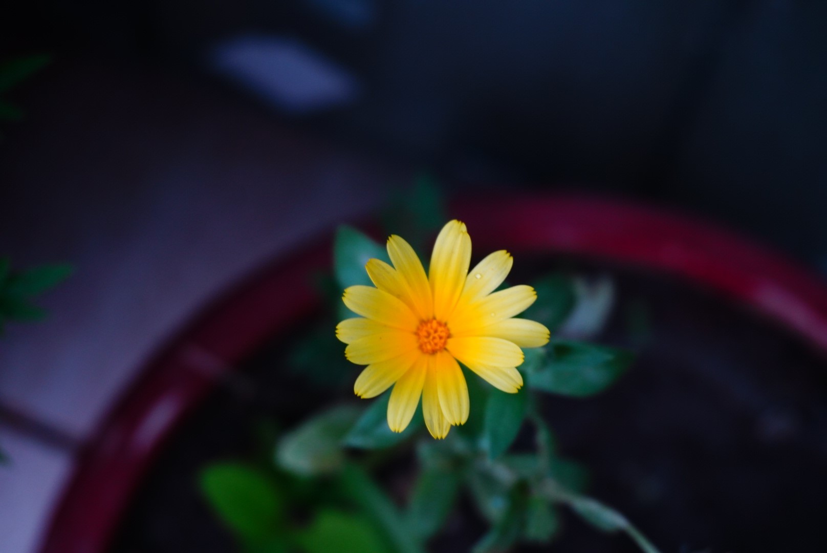 Yellow calendula flower in a pot HD Wallpaper