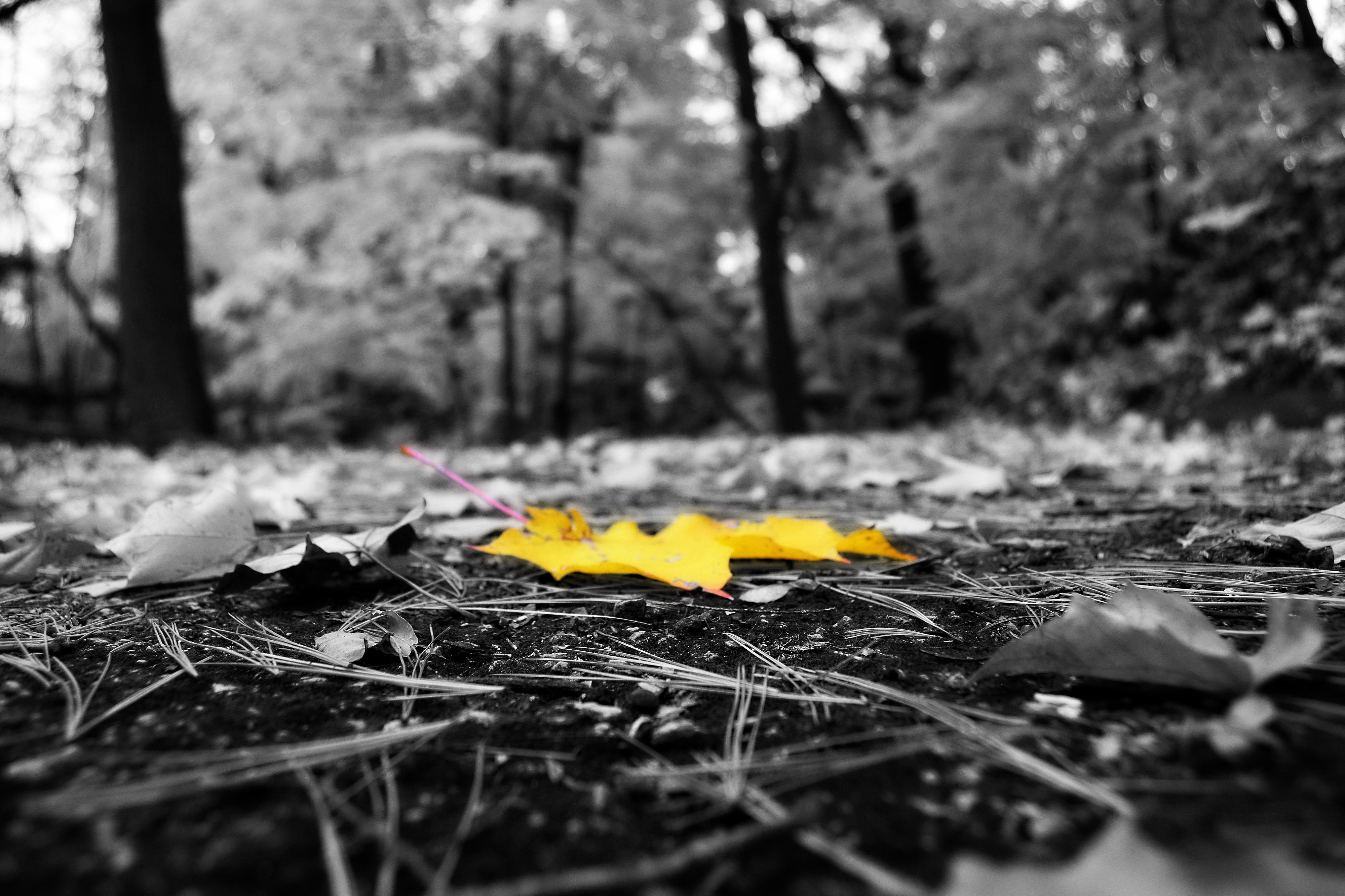 Yellow leaves on the ground in a forest HD Wallpaper