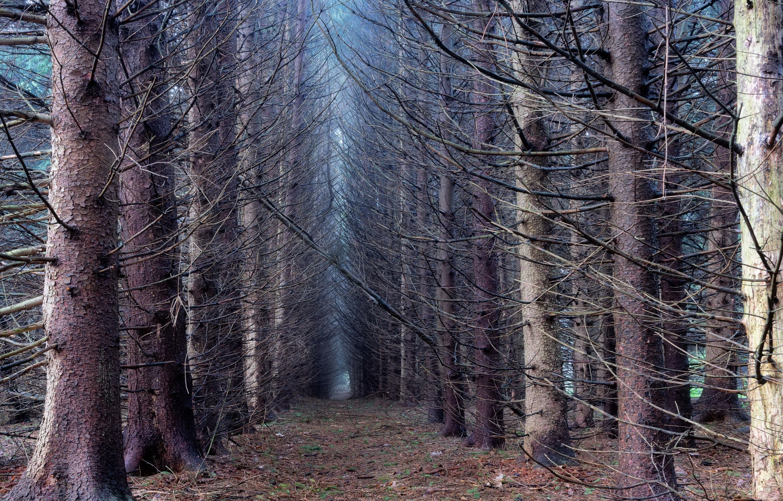 A path through a dense forest of tall, bare trees HD Wallpaper