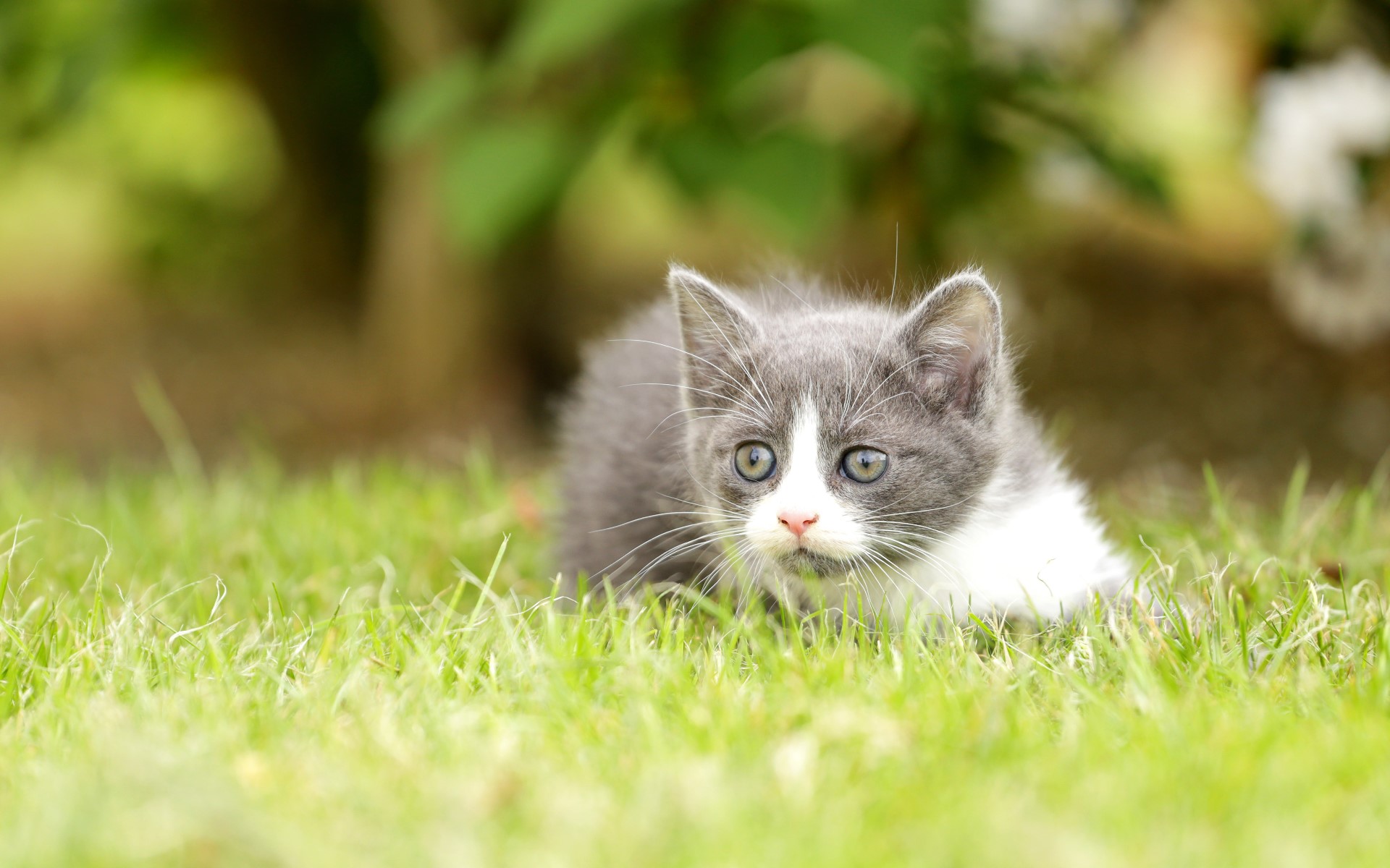 A grey and white kitten in the grass HD Wallpaper