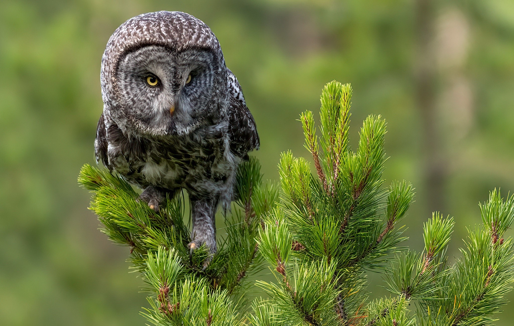 Great Grey Owl perched on a pine branch HD Wallpaper