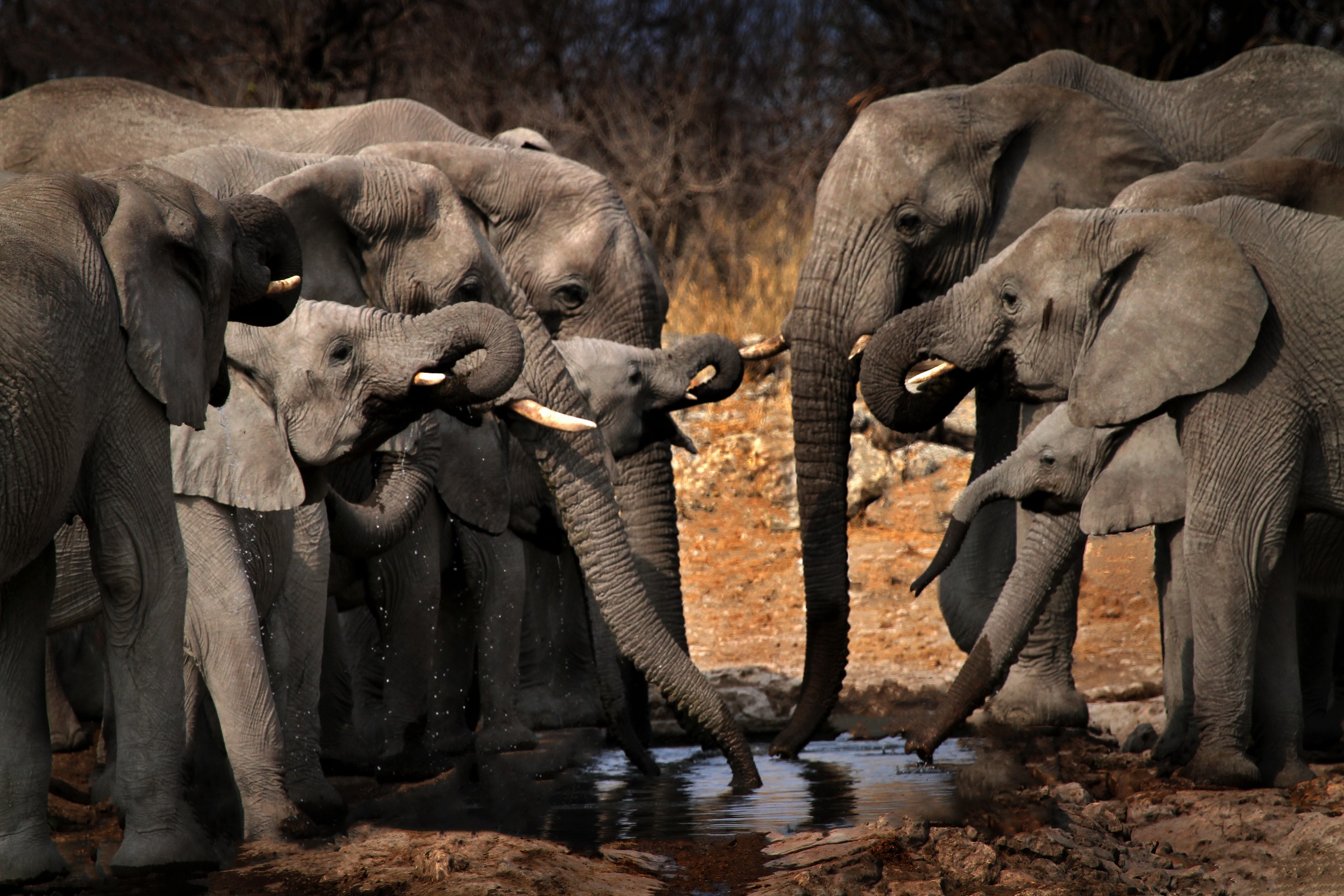 Elephants drinking water at a watering hole HD Wallpaper