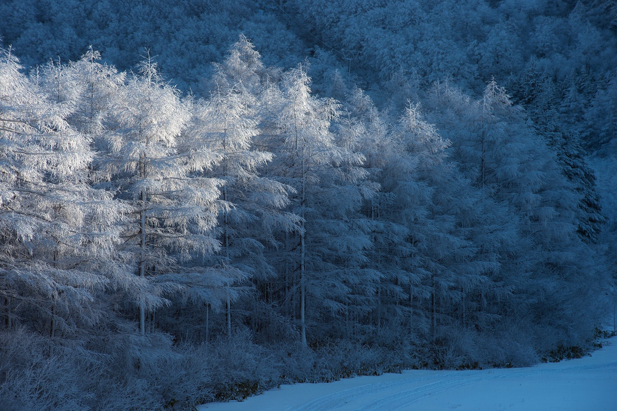 Snow-covered trees in a winter forest HD Wallpaper