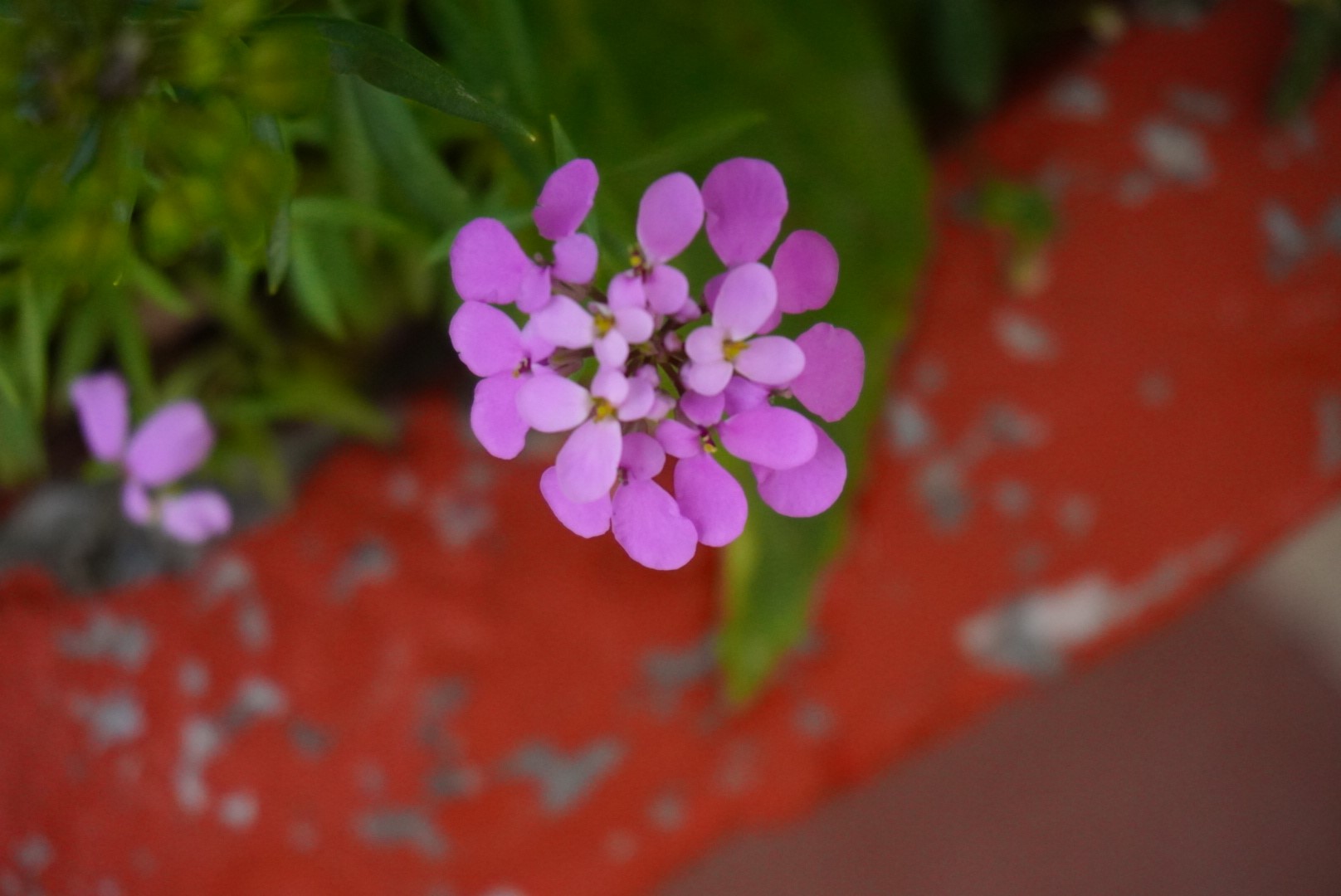 Close-up of a cluster of small purple flowers HD Wallpaper