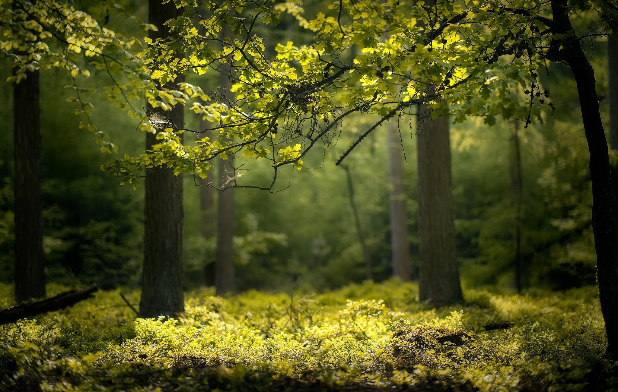 Sunlight filtering through green forest canopy HD Wallpaper