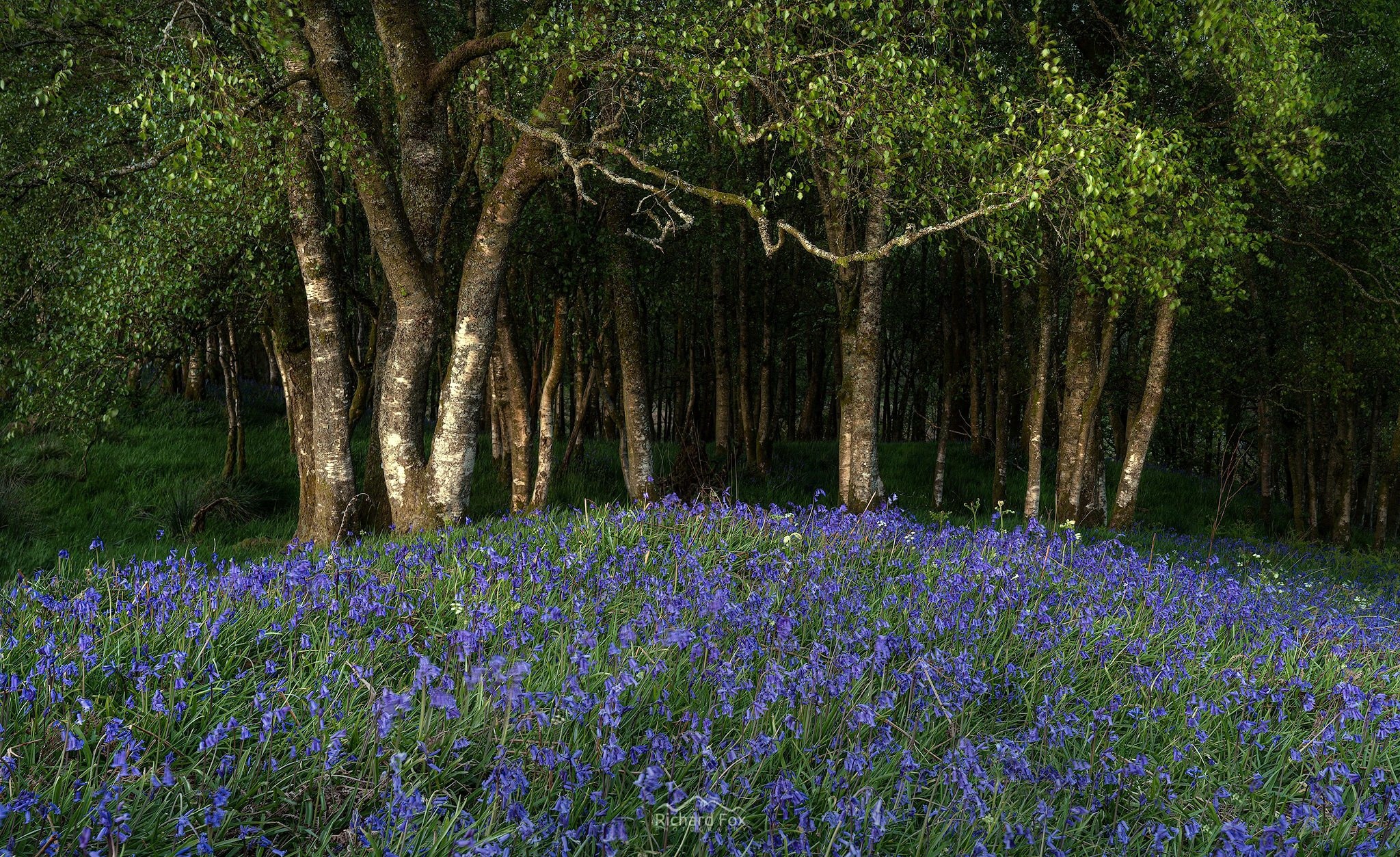 Bluebells blooming in a forest with birch trees HD Wallpaper