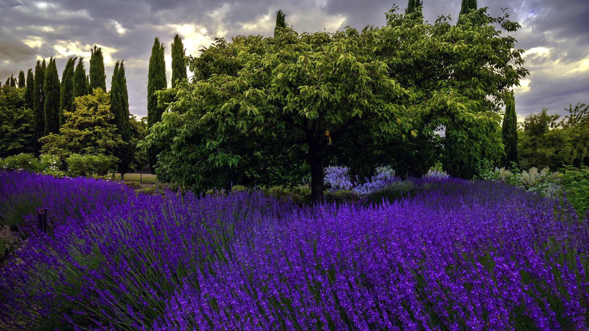 Lavender field with trees and cypress trees under cloudy sky HD Wallpaper