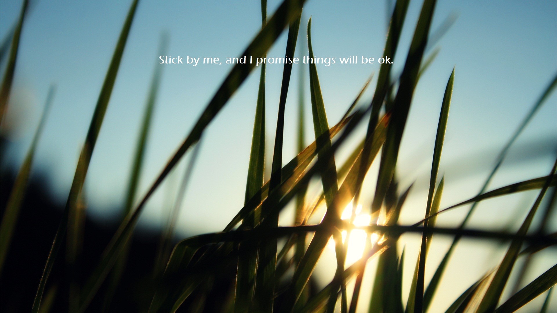 Grass blades with sunlight and text HD Wallpaper