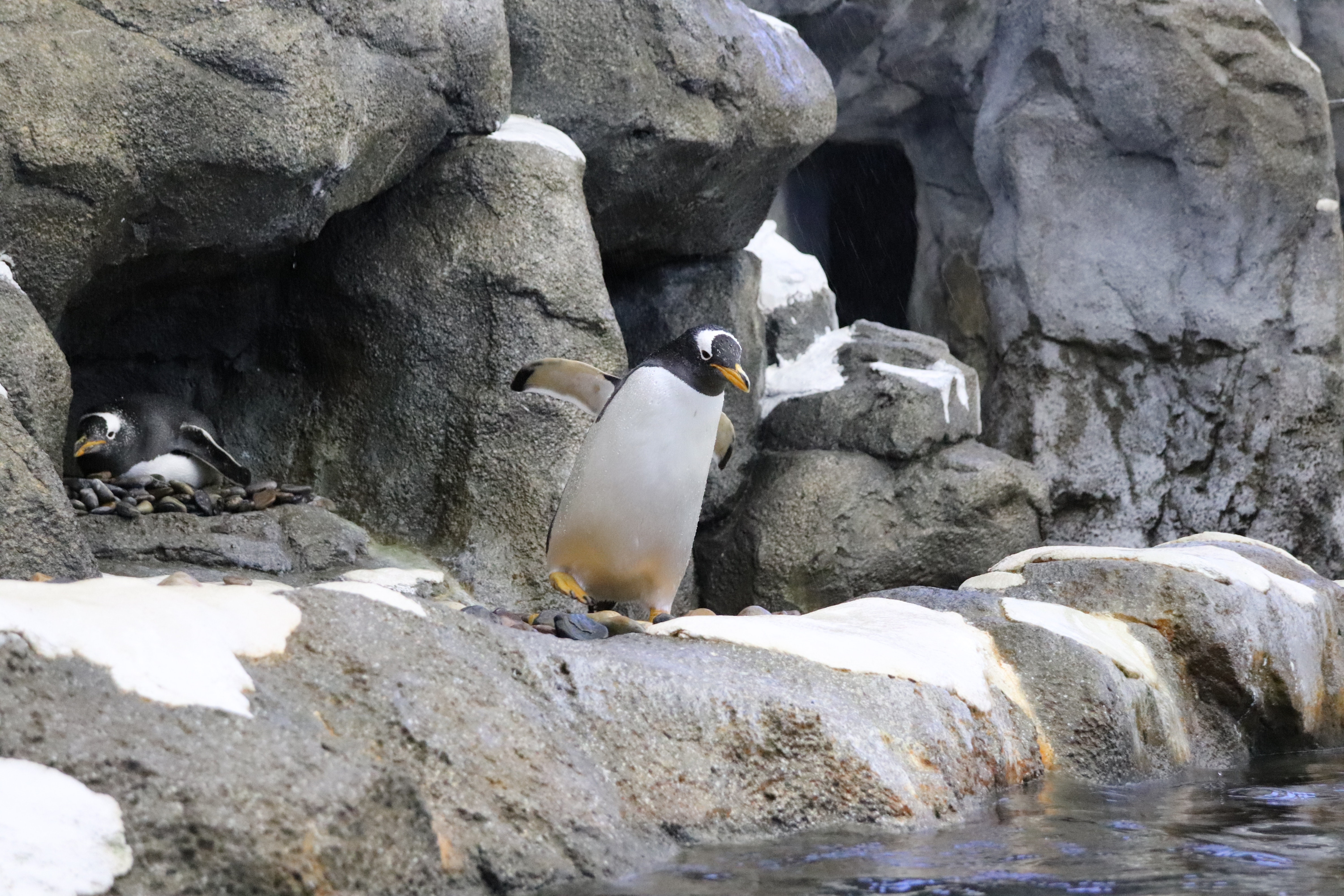 Penguins on rocks near water HD Wallpaper