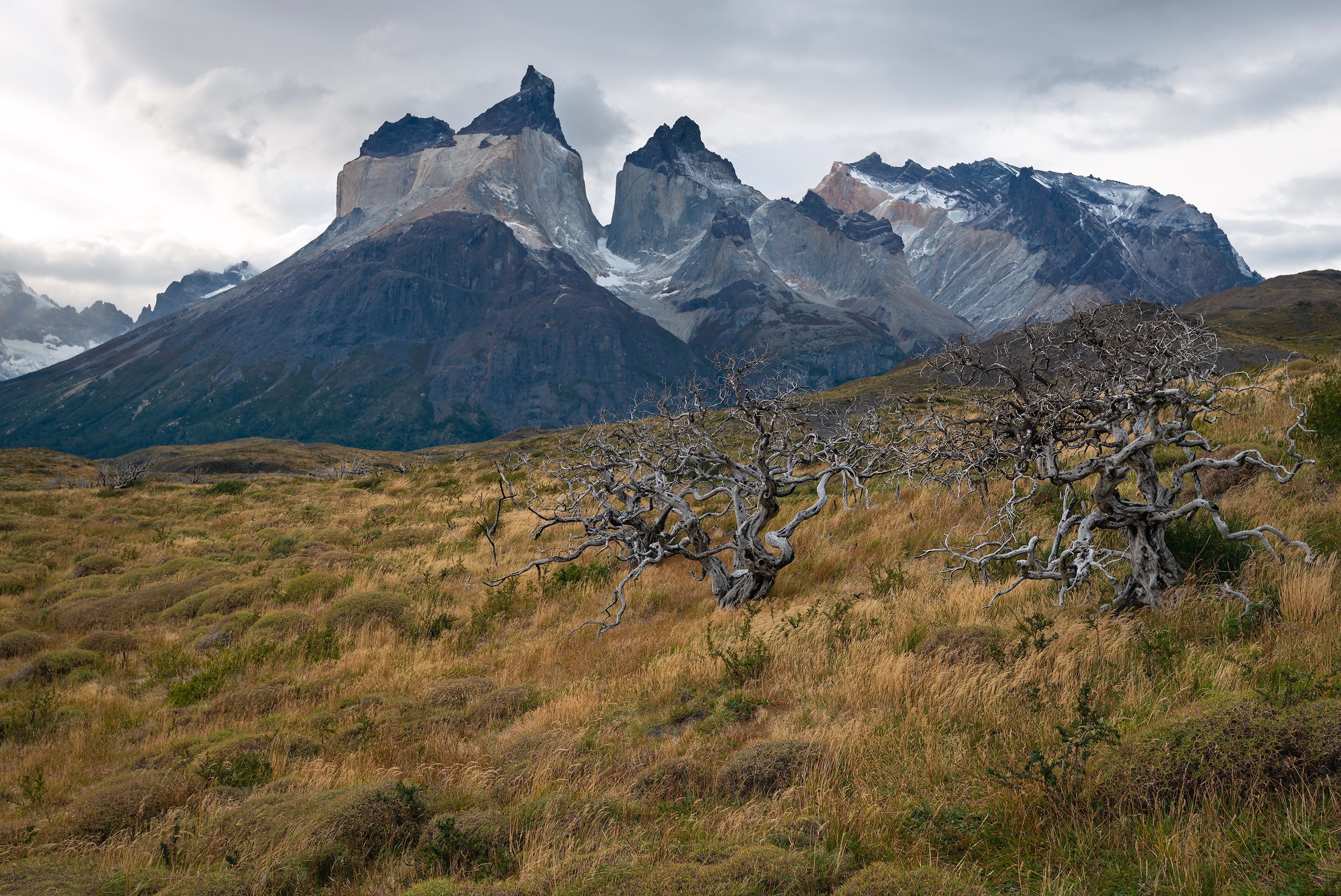 Torres del Paine mountains and dead trees, Patagonia HD Wallpaper