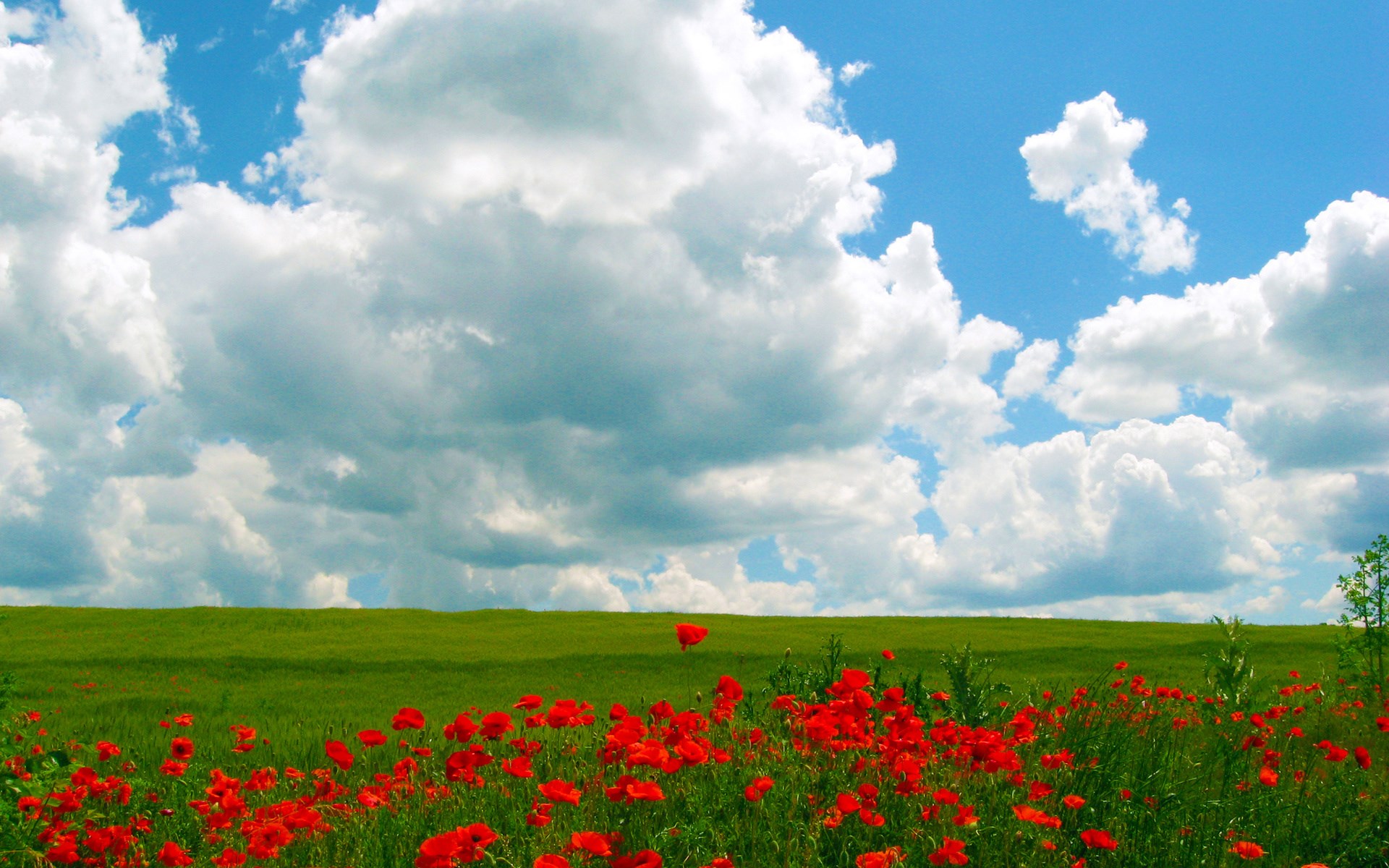 Field of red poppies under a cloudy blue sky HD Wallpaper
