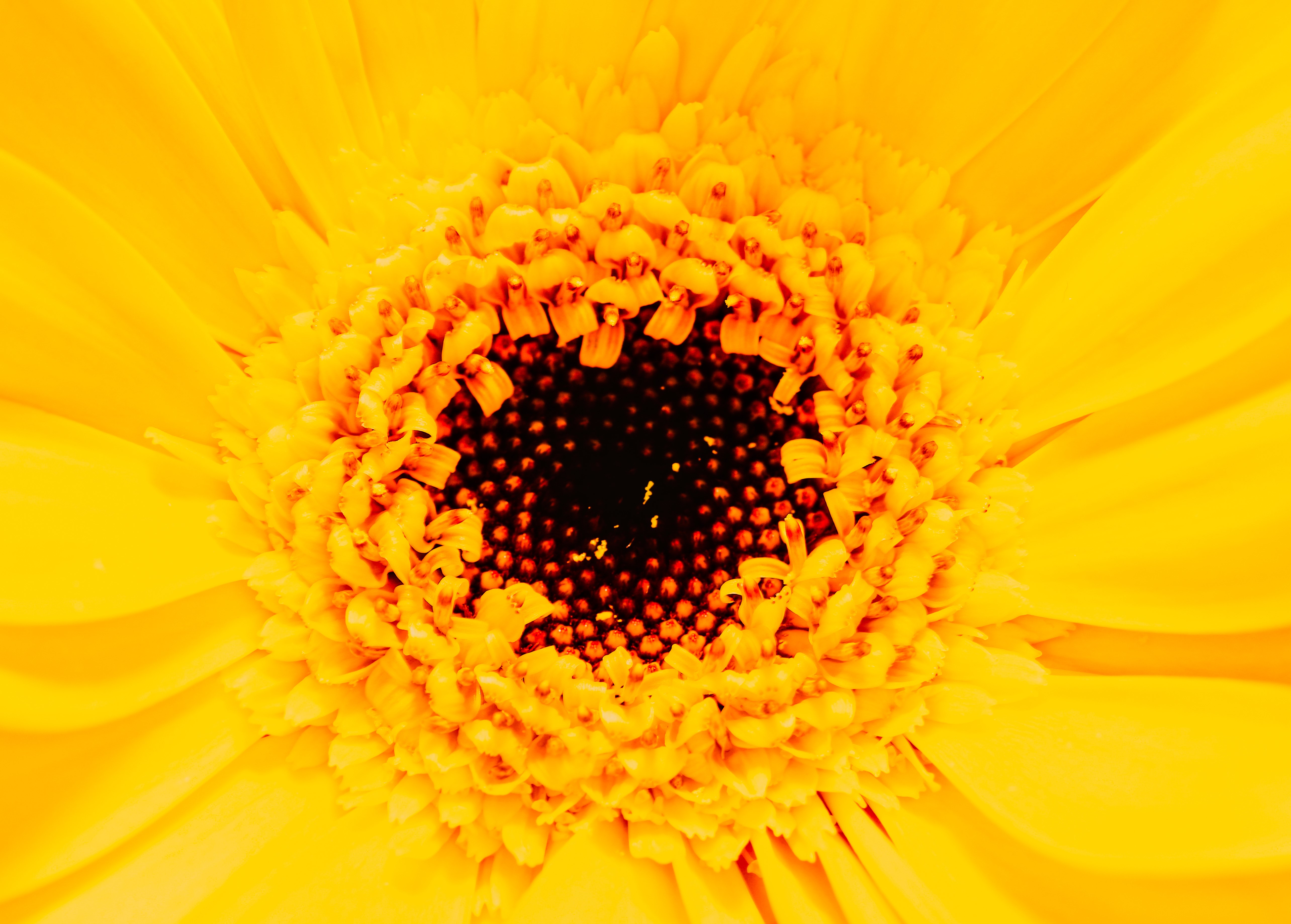 Yellow Gerbera Daisy Closeup HD Wallpaper