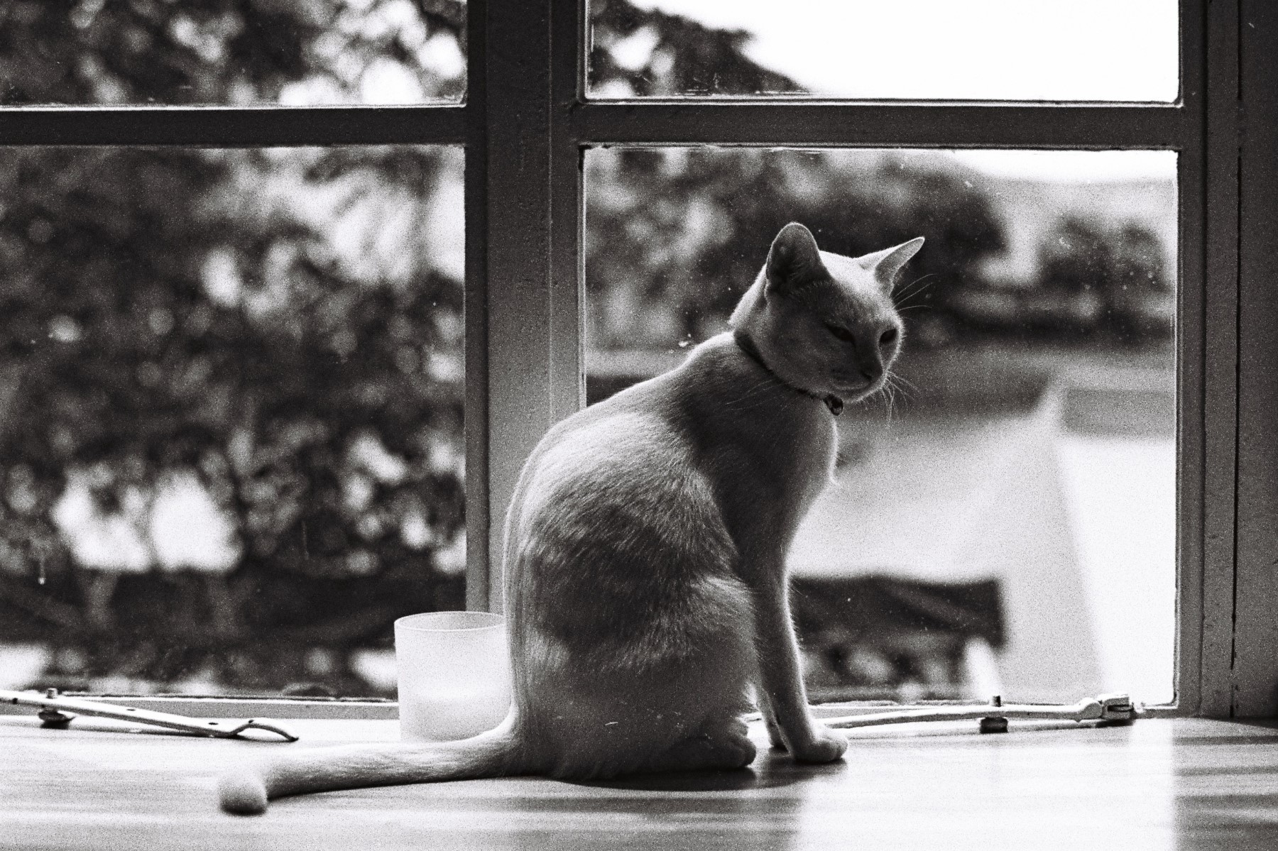 Monochrome photo of a cat by a window HD Wallpaper