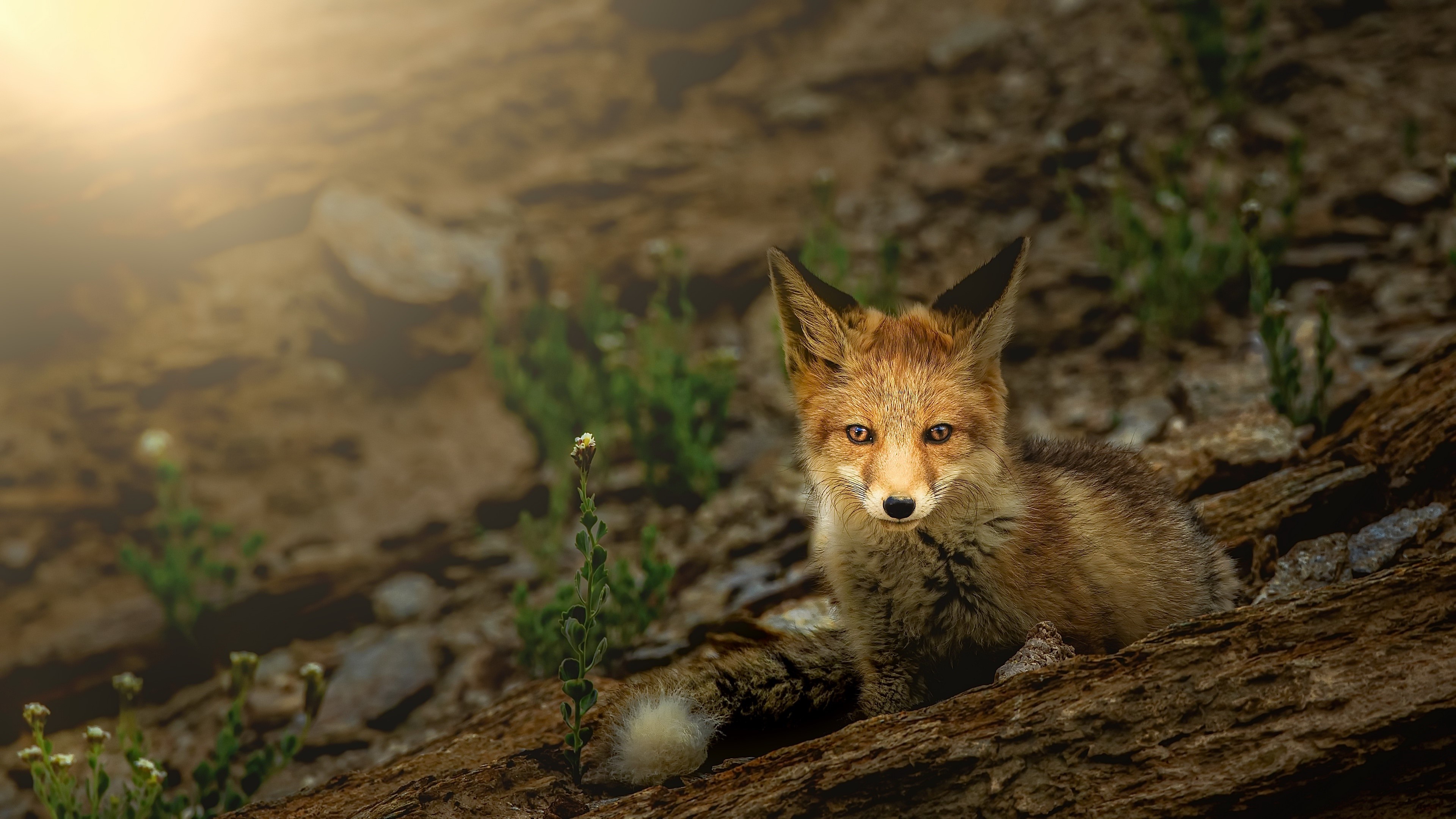 Fox in a rocky, sunlit landscape HD Wallpaper