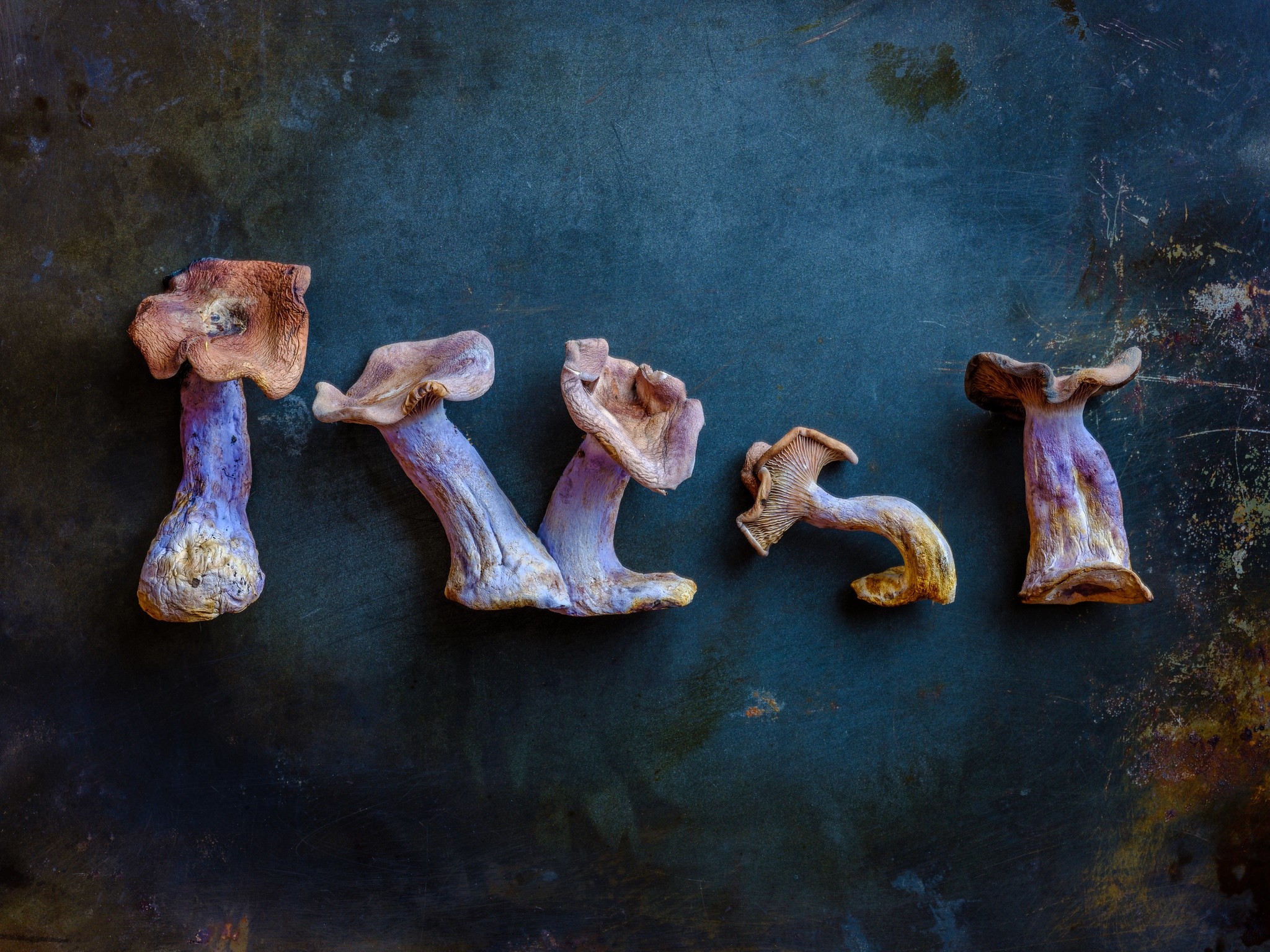 Blue mushrooms arranged on a dark surface HD Wallpaper