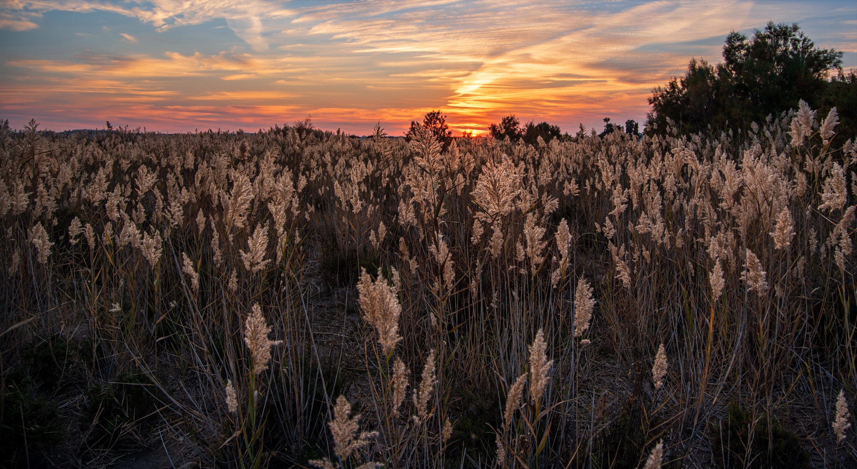 Field of reeds at sunset HD Wallpaper