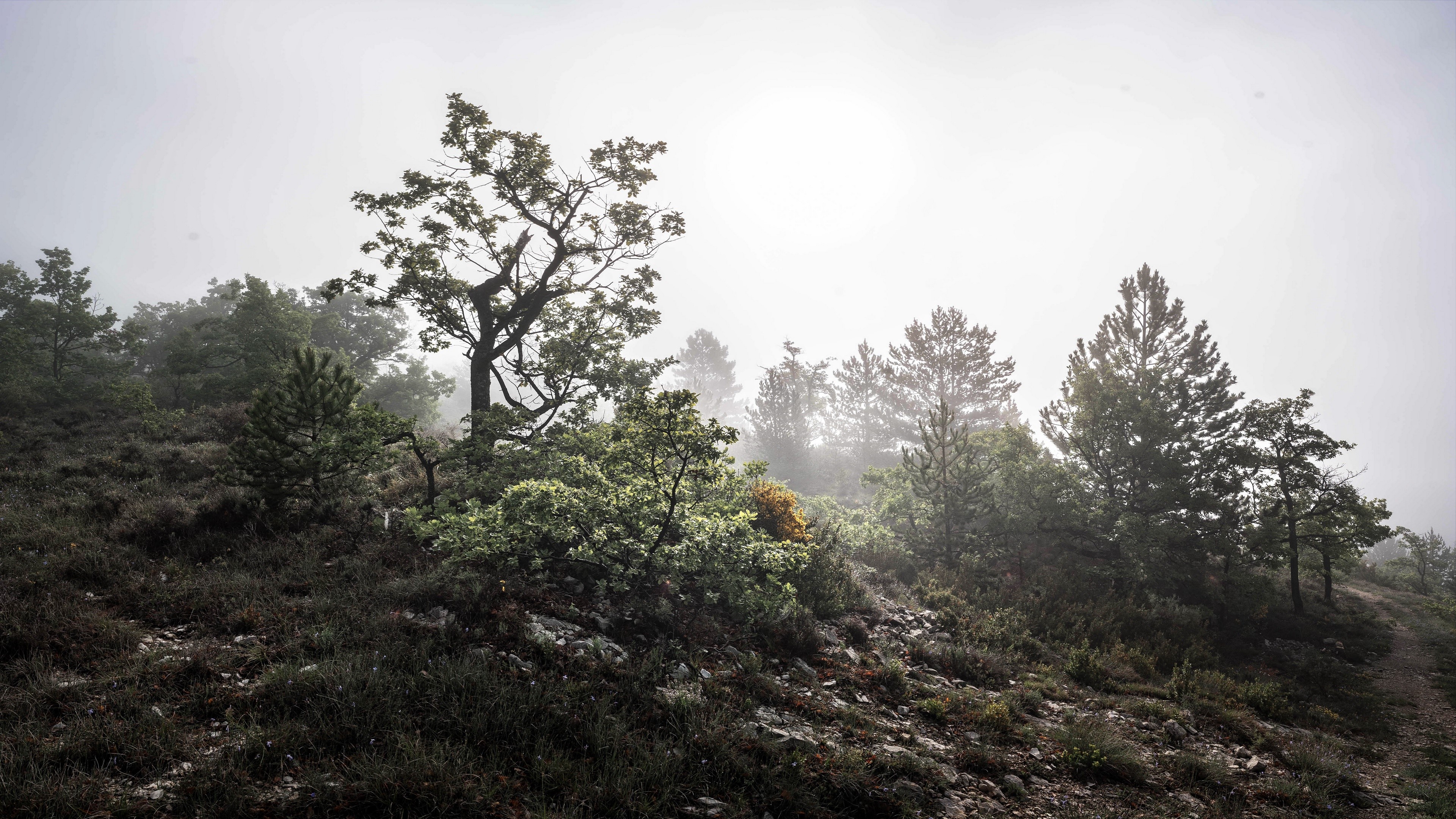 Misty forest landscape with trees and plants HD Wallpaper