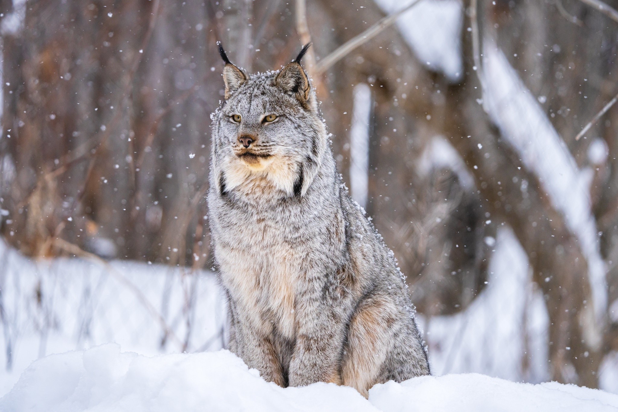 Canadian Lynx sitting in the snow during winter HD Wallpaper