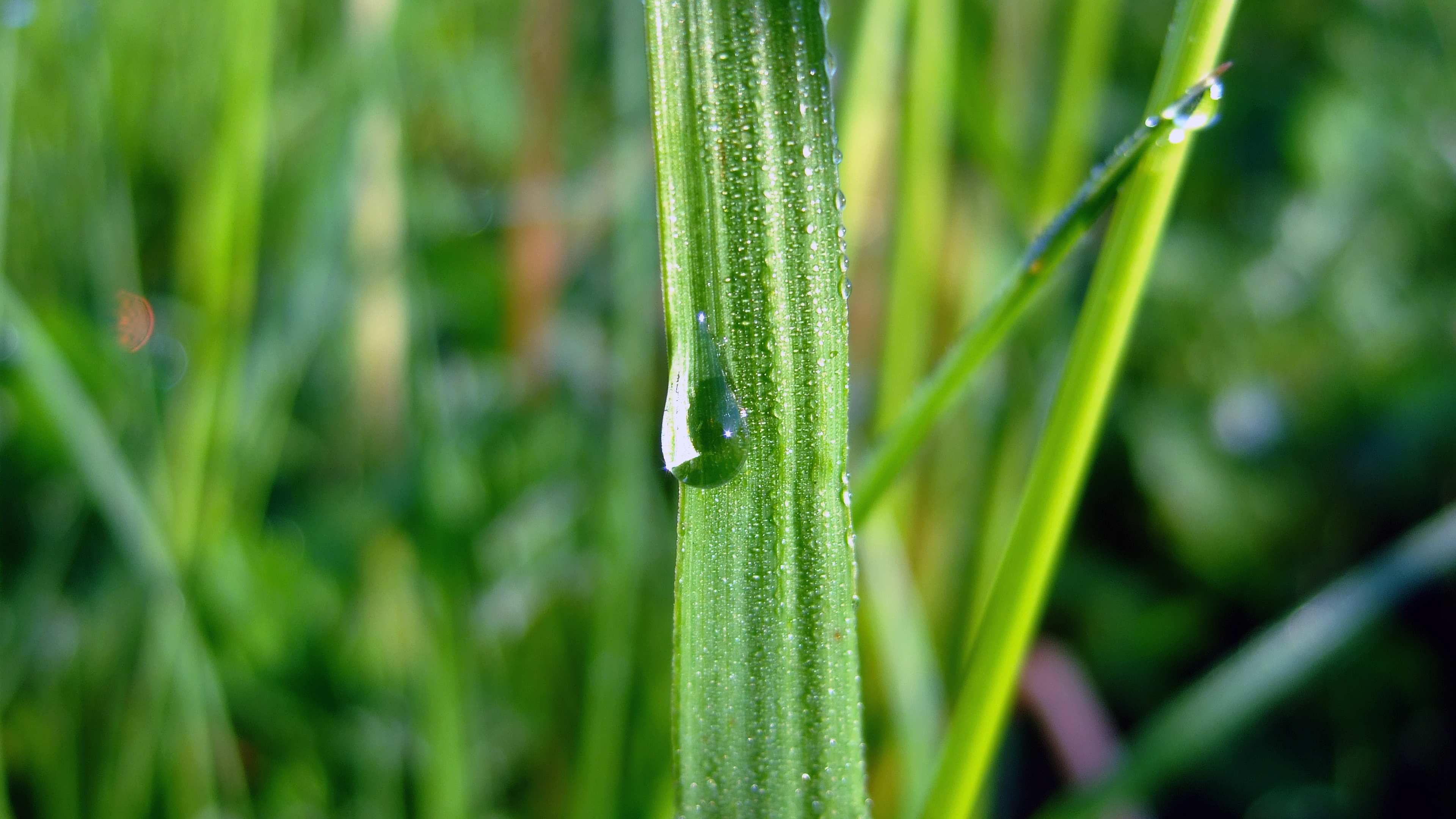 Macro shot of grass with water drops HD Wallpaper