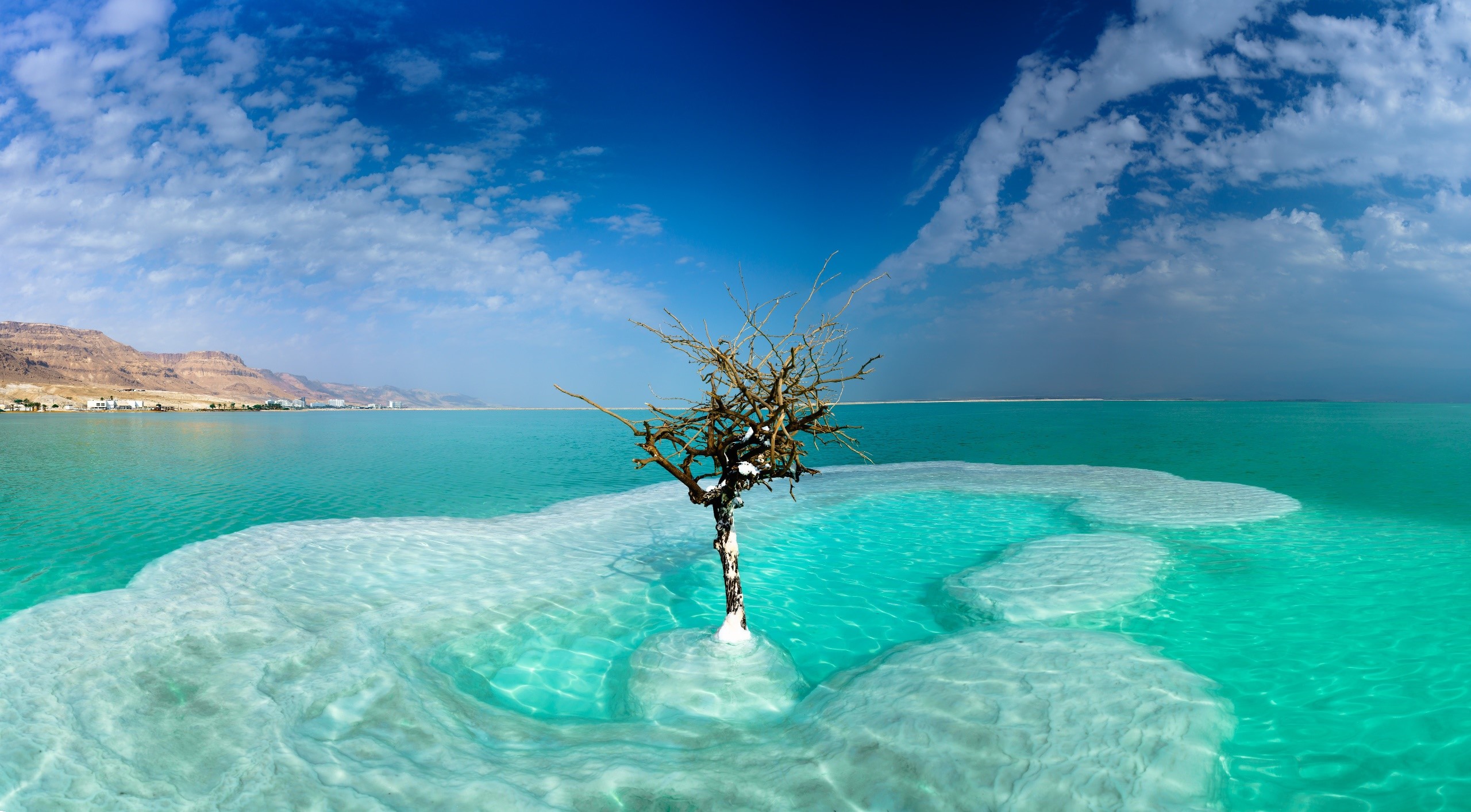 Dead Sea with salt formations and a dead tree HD Wallpaper