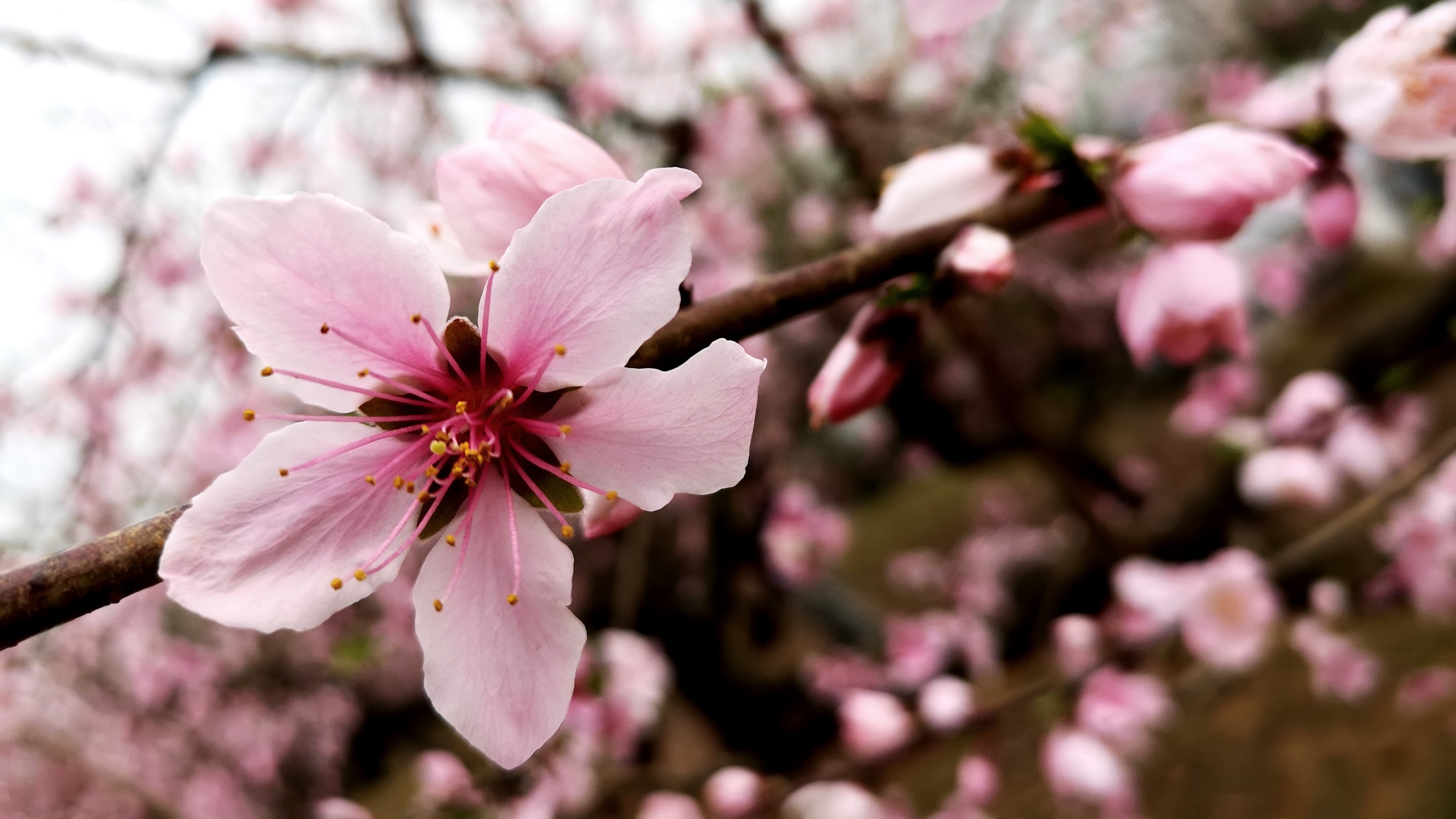 Close-up of a pink cherry blossom flower HD Wallpaper