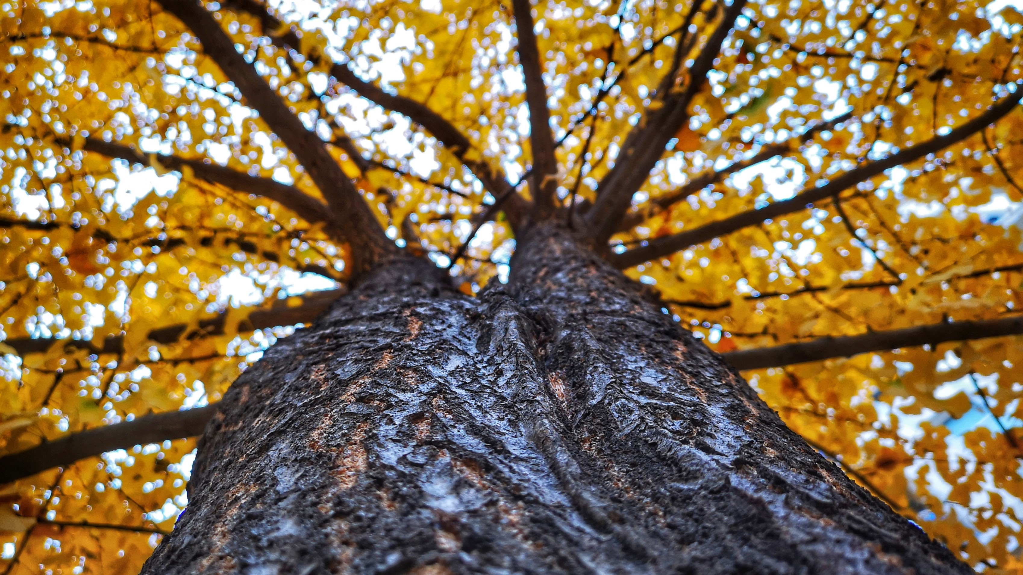 Looking up at a tree with yellow leaves in Wuhan, China HD Wallpaper