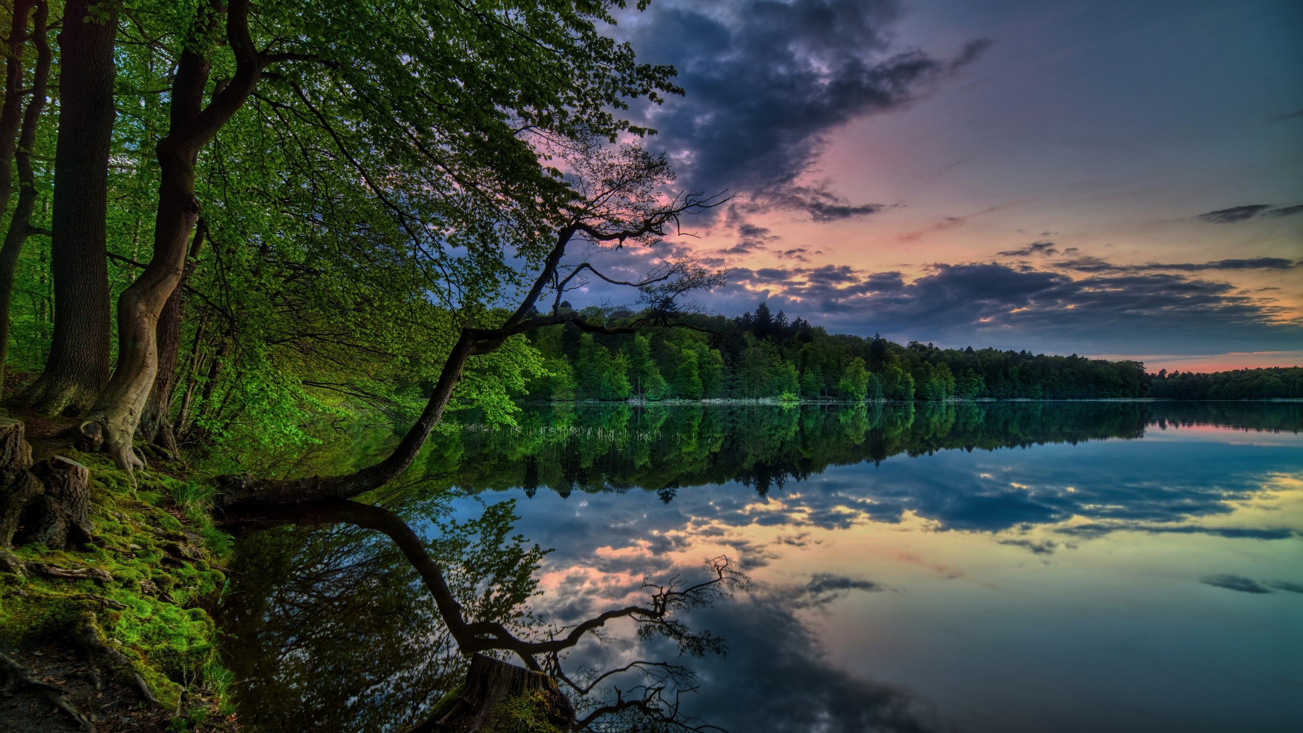 Trees reflecting in a lake at sunset HD Wallpaper