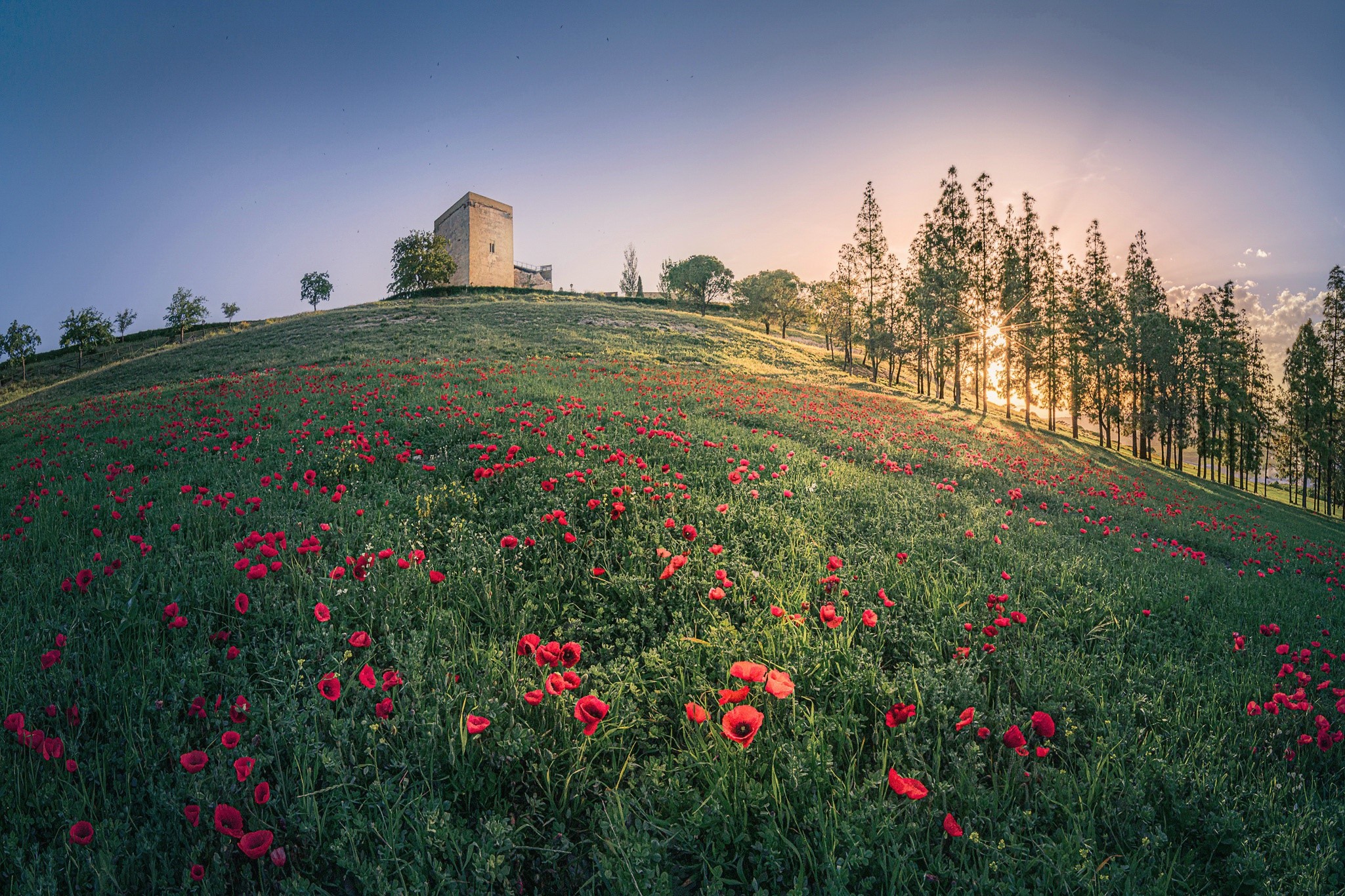 Field of red poppies with a tower on a hill in Andalusia, Spain HD Wallpaper