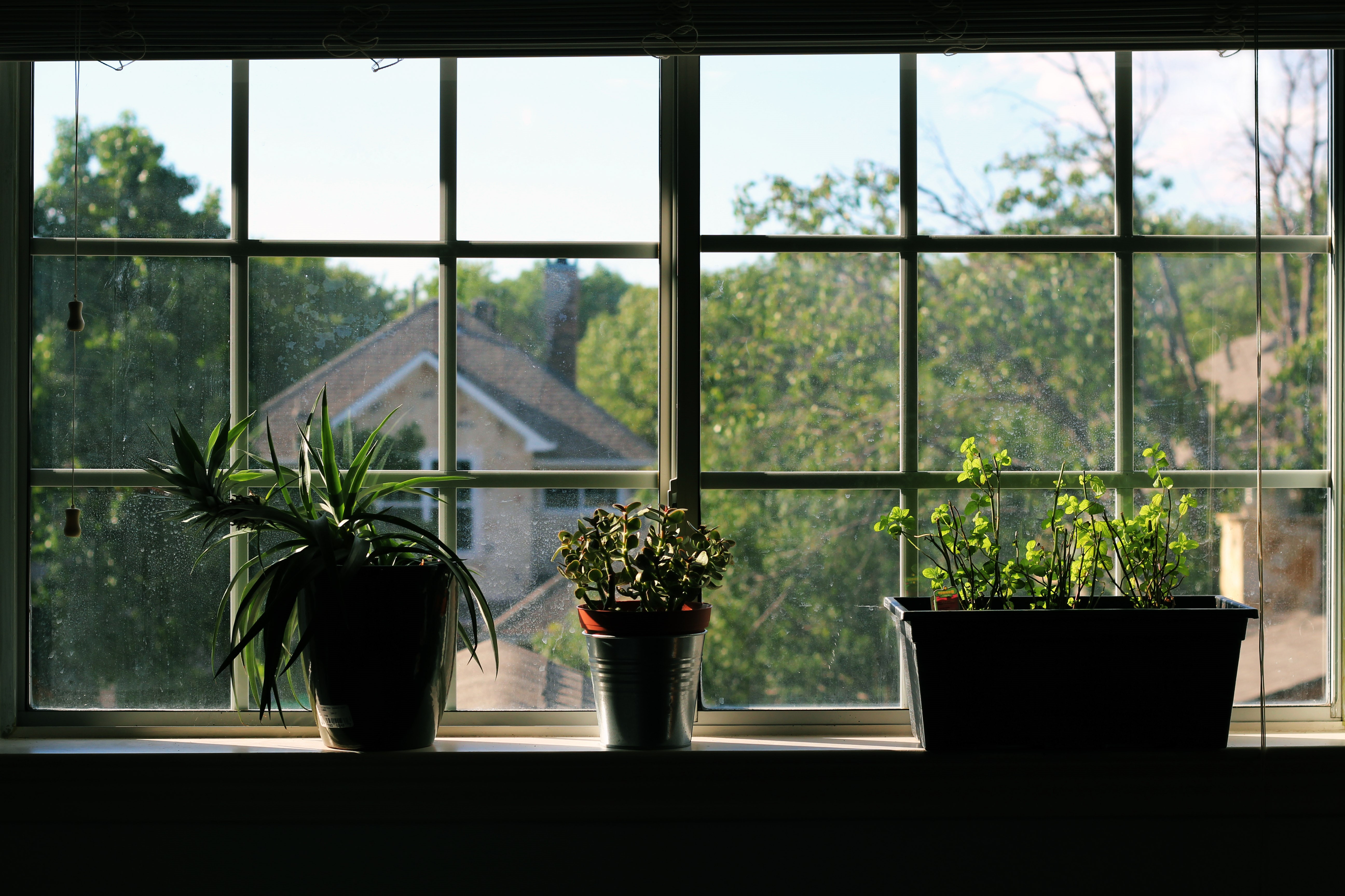 Plants on a windowsill with a house in the background HD Wallpaper