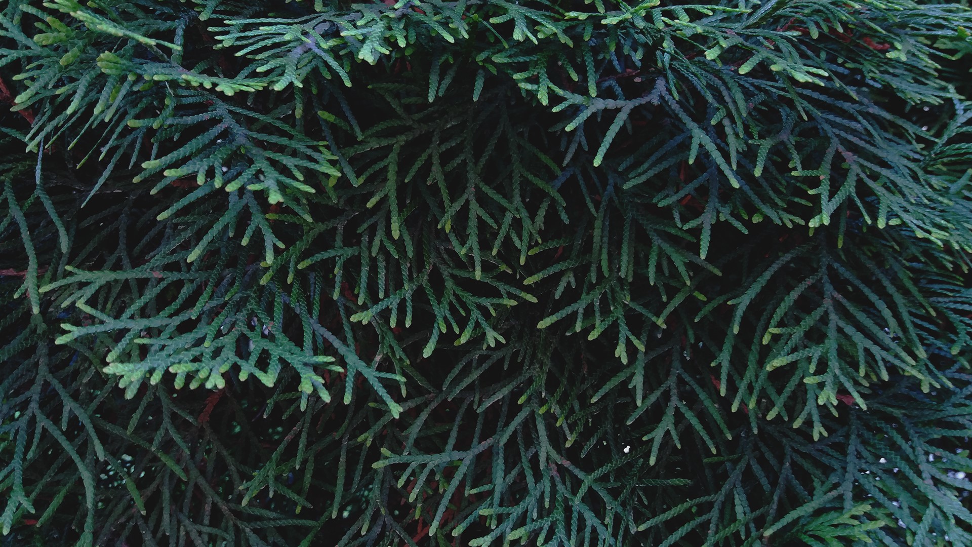 Close-up of green cedar tree branches HD Wallpaper
