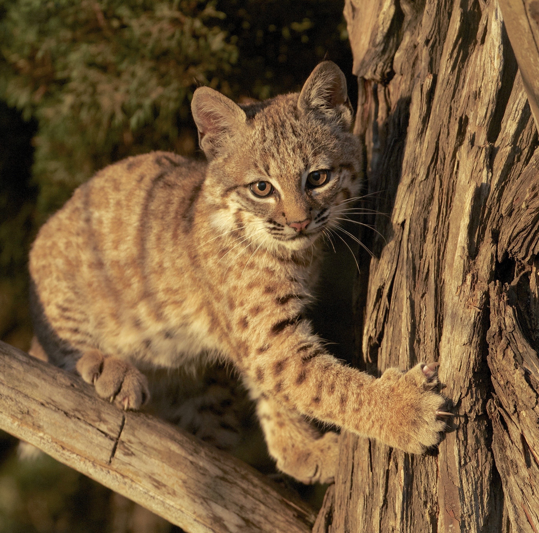 Bobcat climbing a tree trunk HD Wallpaper