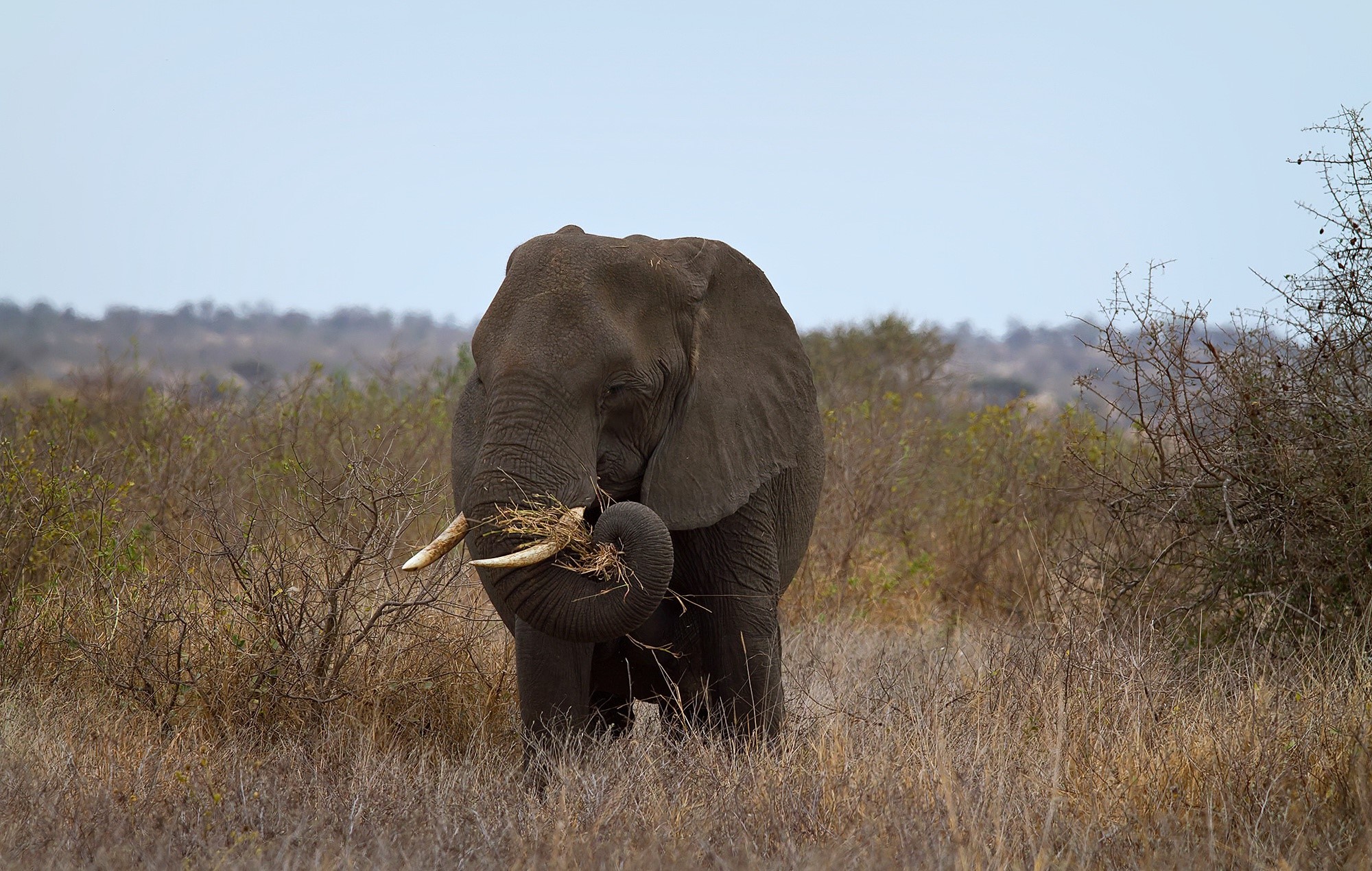 Elephant eating grass in a savanna HD Wallpaper
