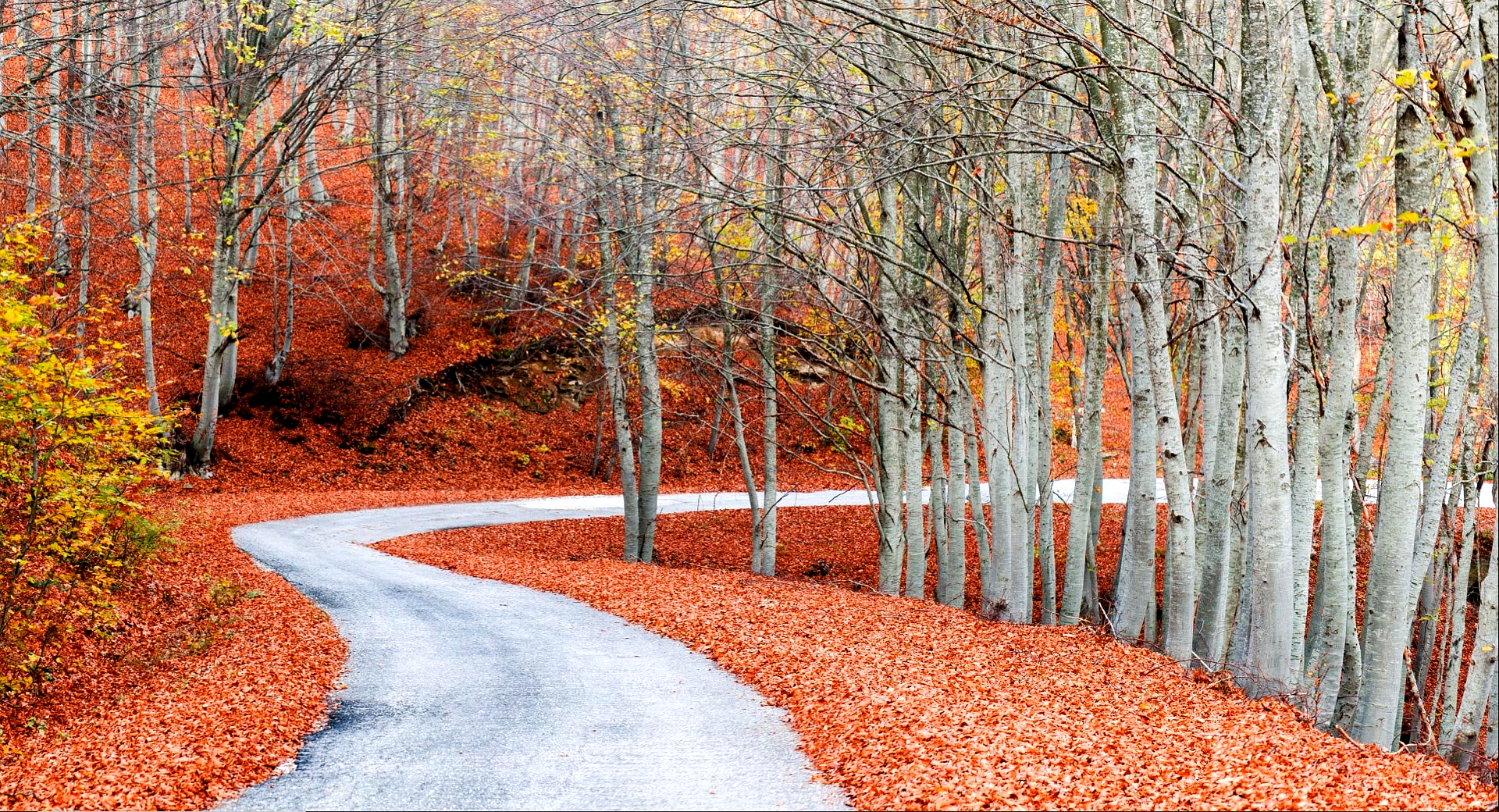 Winding road through a forest in autumn HD Wallpaper