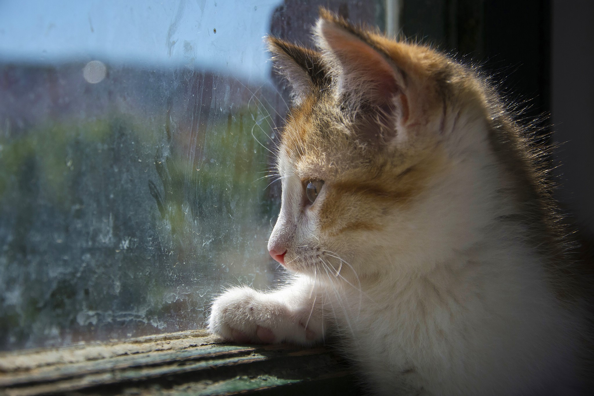 Kitten looking out a dirty window HD Wallpaper