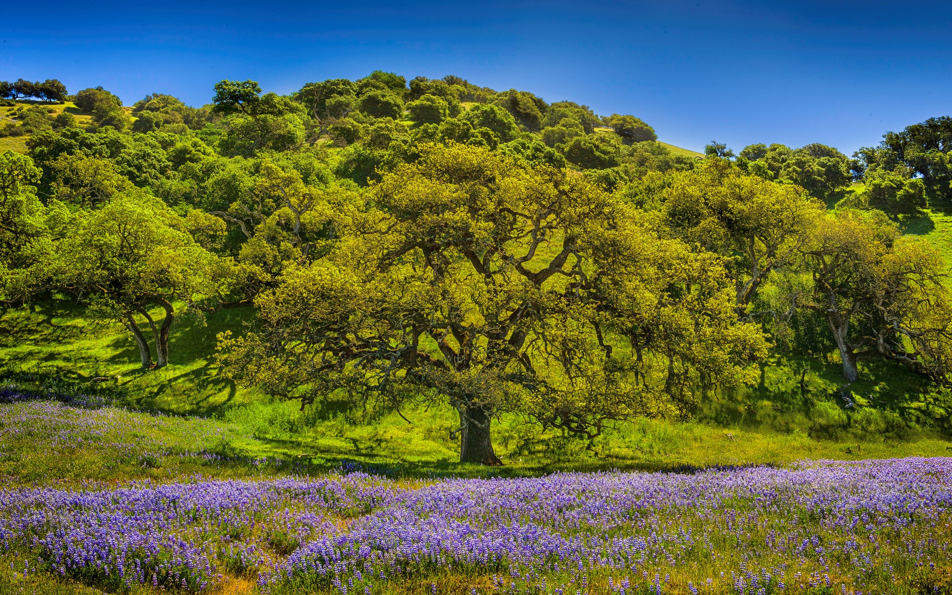 Oak tree in a field of purple flowers HD Wallpaper