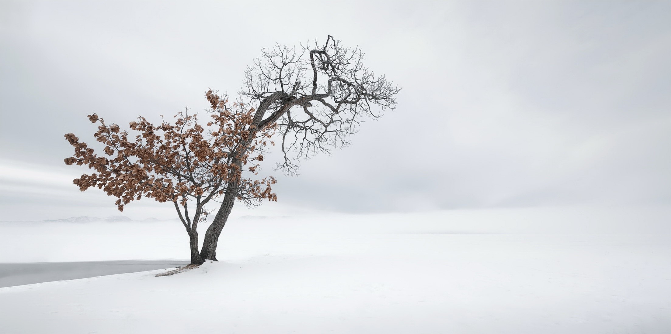 A lone tree in a snowy landscape HD Wallpaper