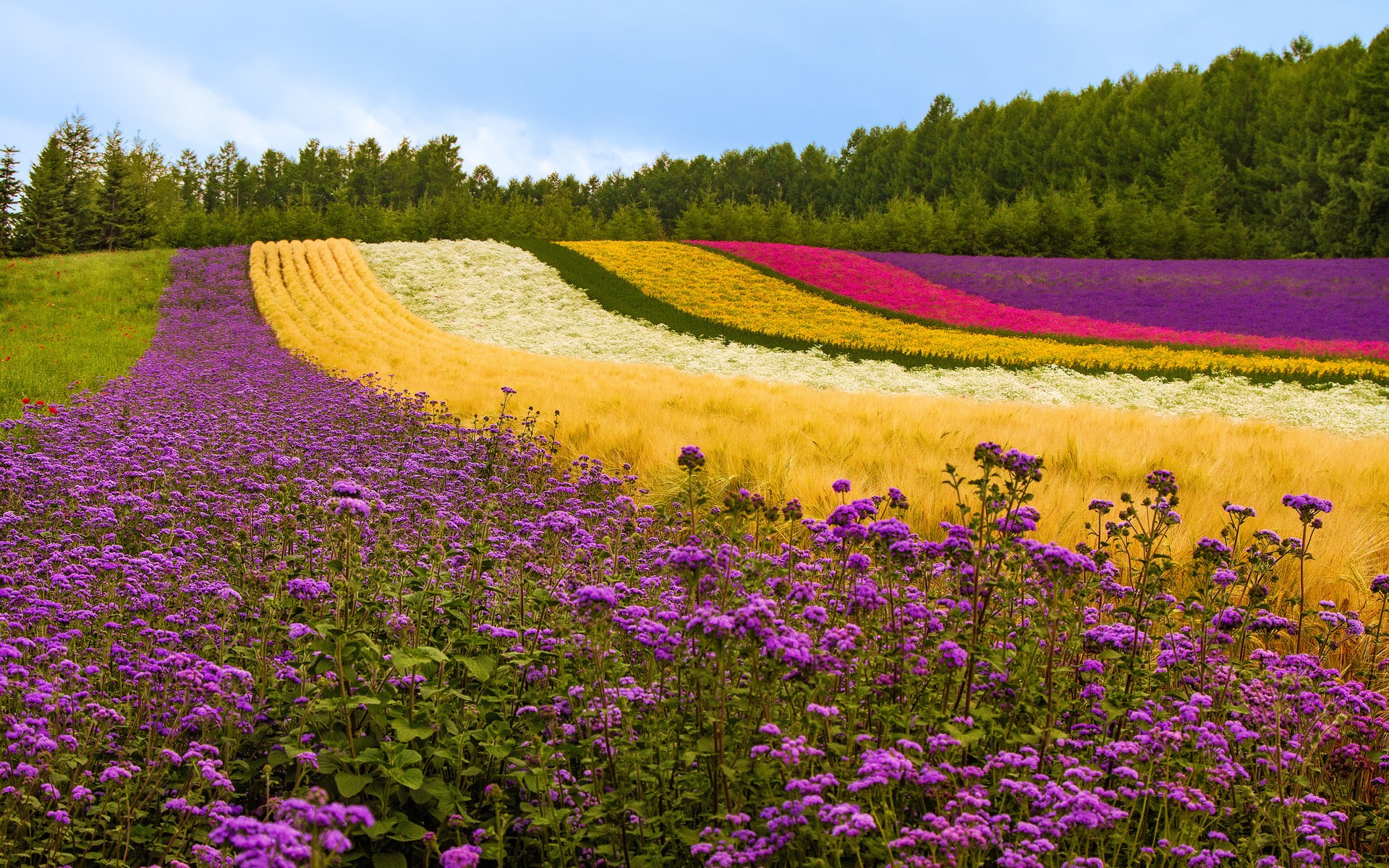 Flower fields in rows with trees in the background HD Wallpaper