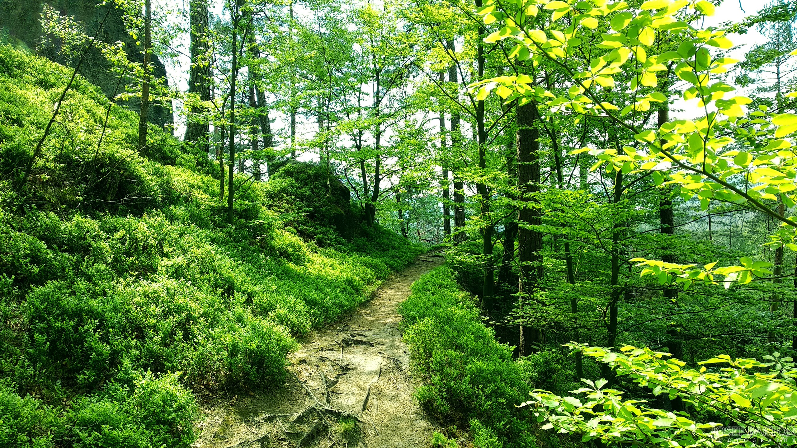 A winding path through a sunlit forest with green foliage HD Wallpaper