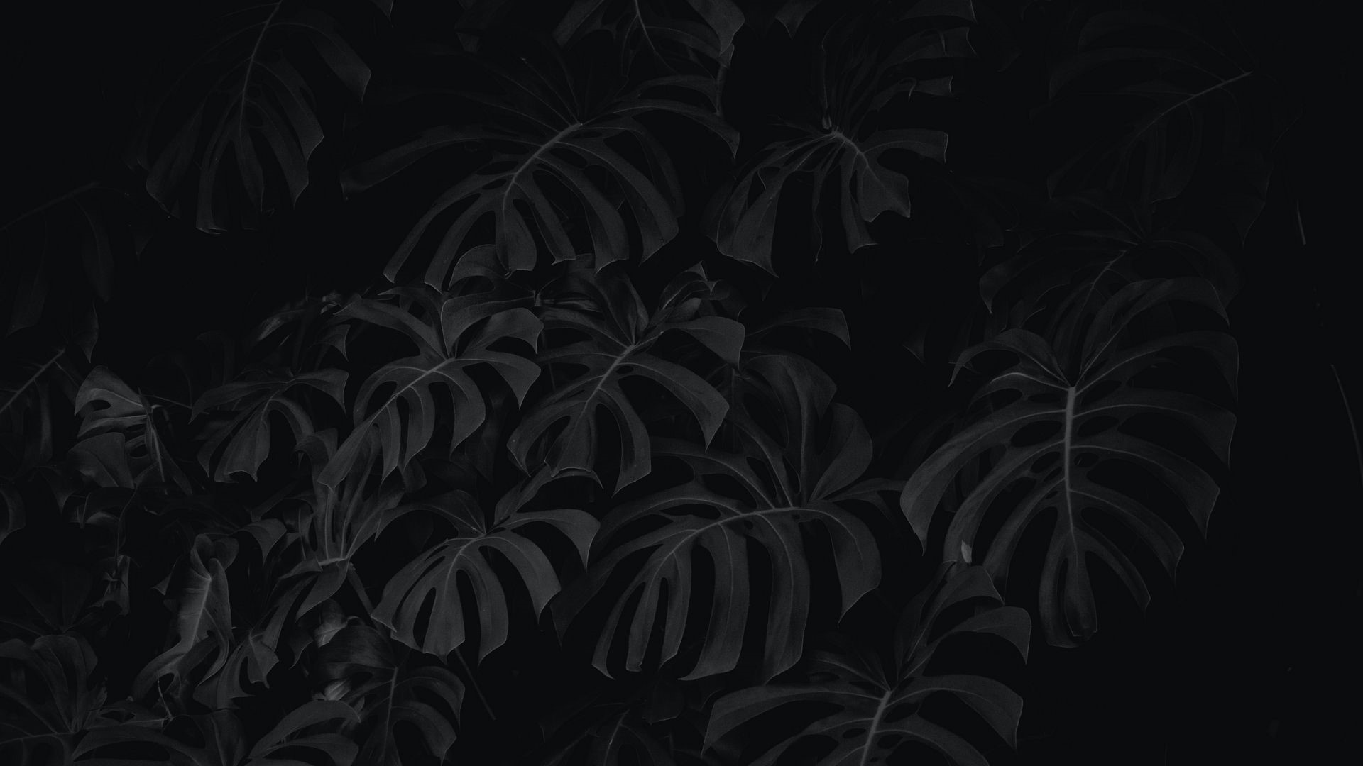 Monstera leaves in monochrome HD Wallpaper