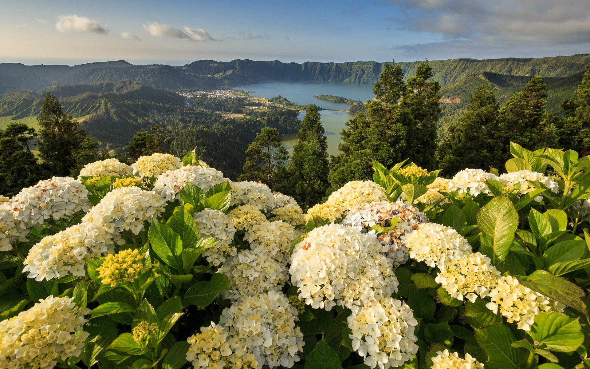 Hydrangeas overlooking a volcanic lake and mountains HD Wallpaper