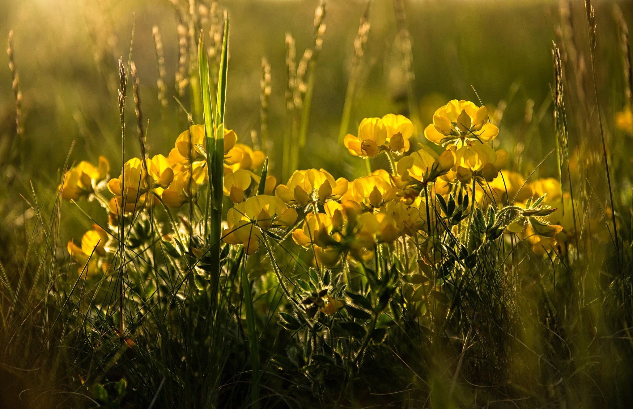 Yellow flowers in a sunlit meadow HD Wallpaper