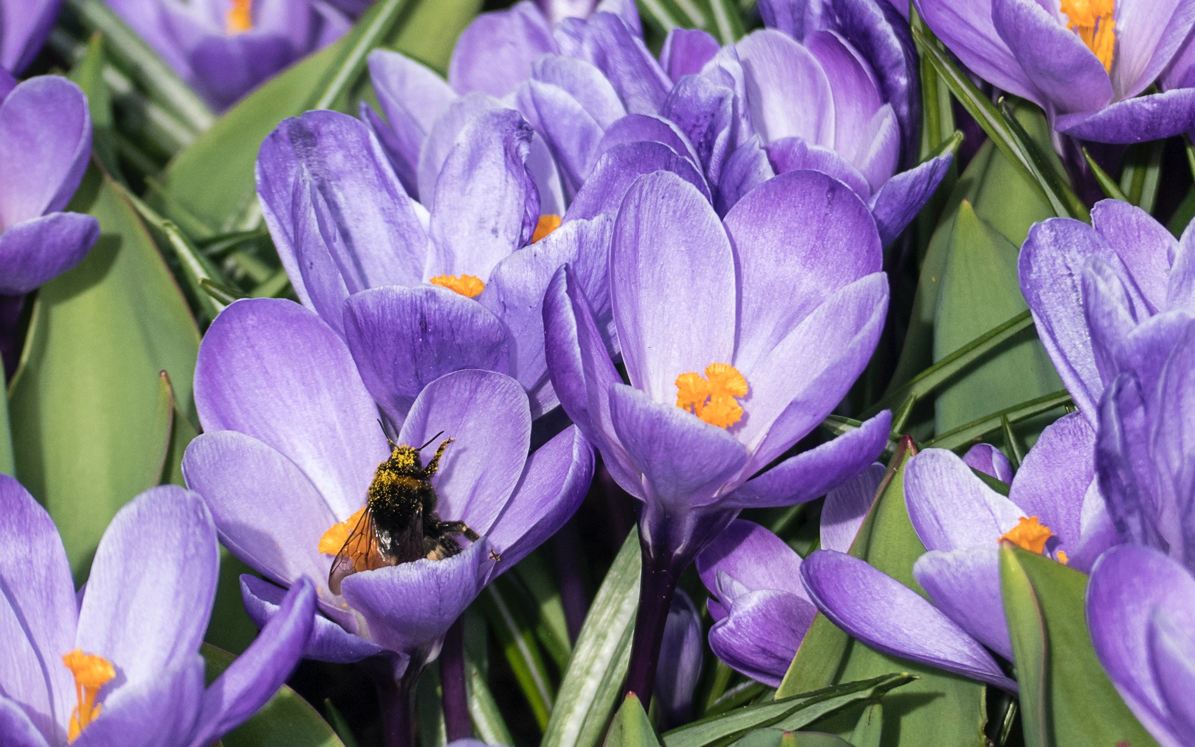Bumblebee collecting pollen from purple crocuses HD Wallpaper