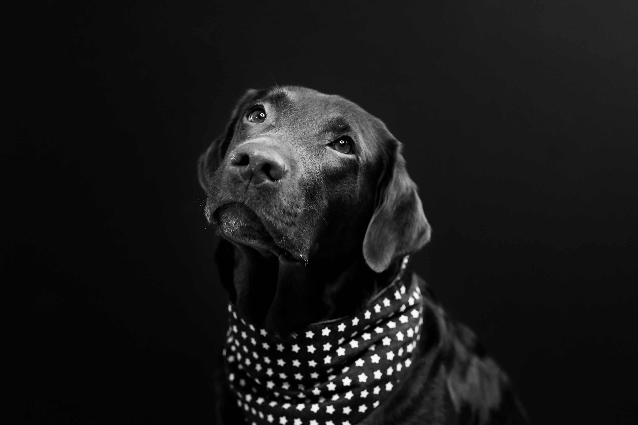 Black Labrador dog wearing a bandana HD Wallpaper