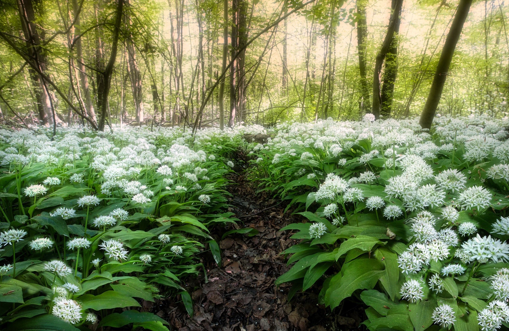 A forest path covered in white flowers HD Wallpaper
