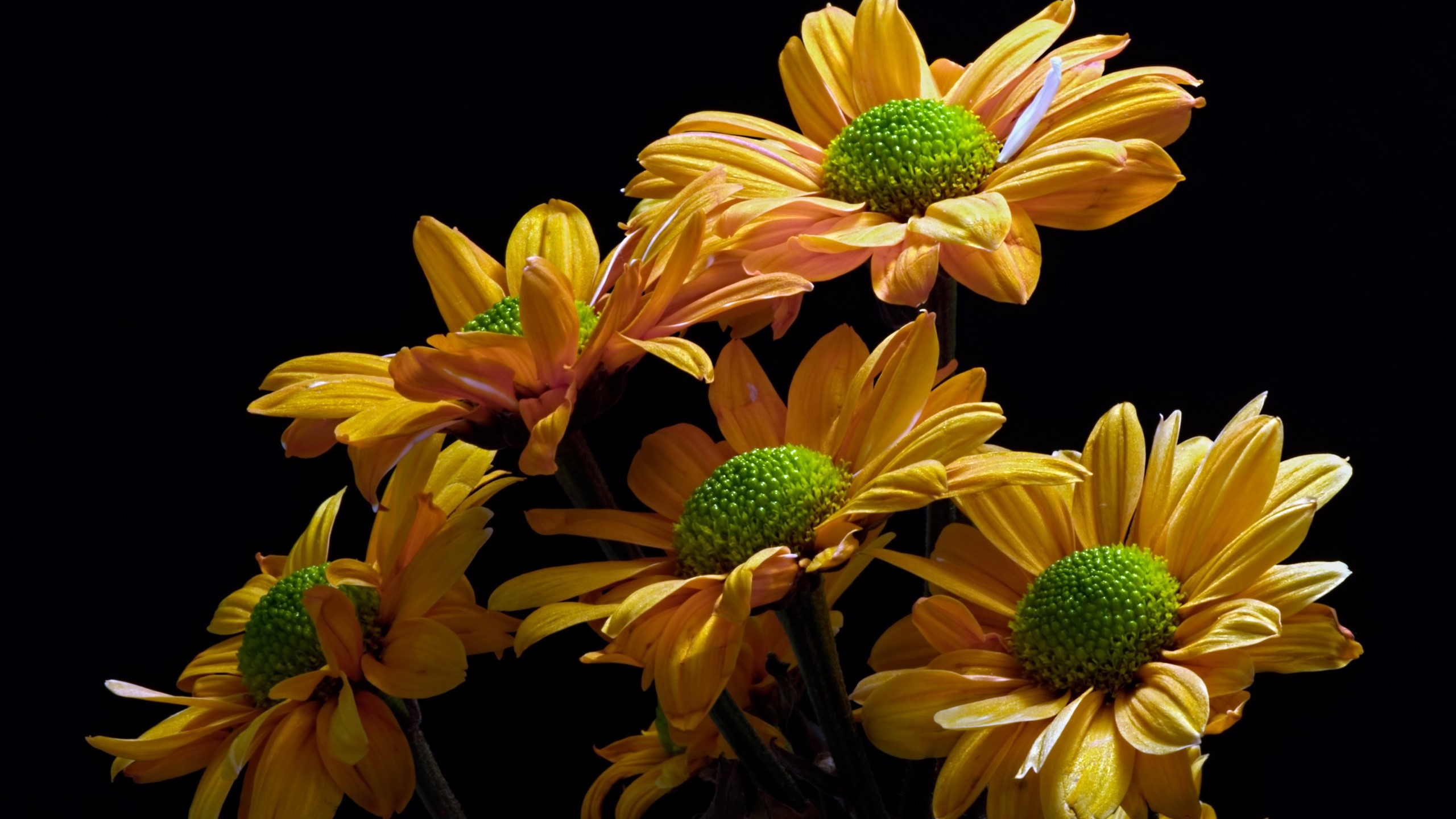 Yellow and orange chrysanthemums with green centers on black background HD Wallpaper