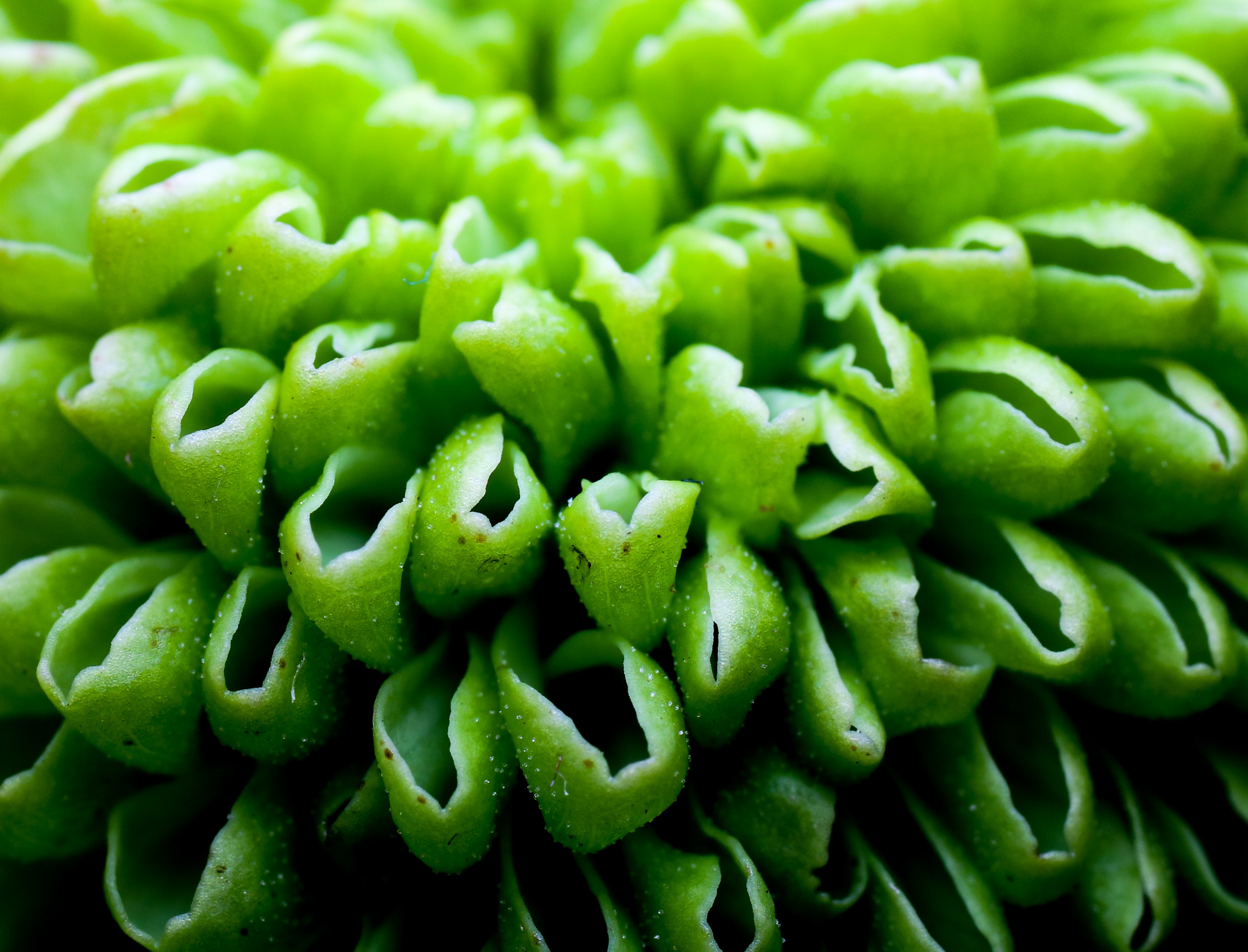 Macro view of green flower petals HD Wallpaper