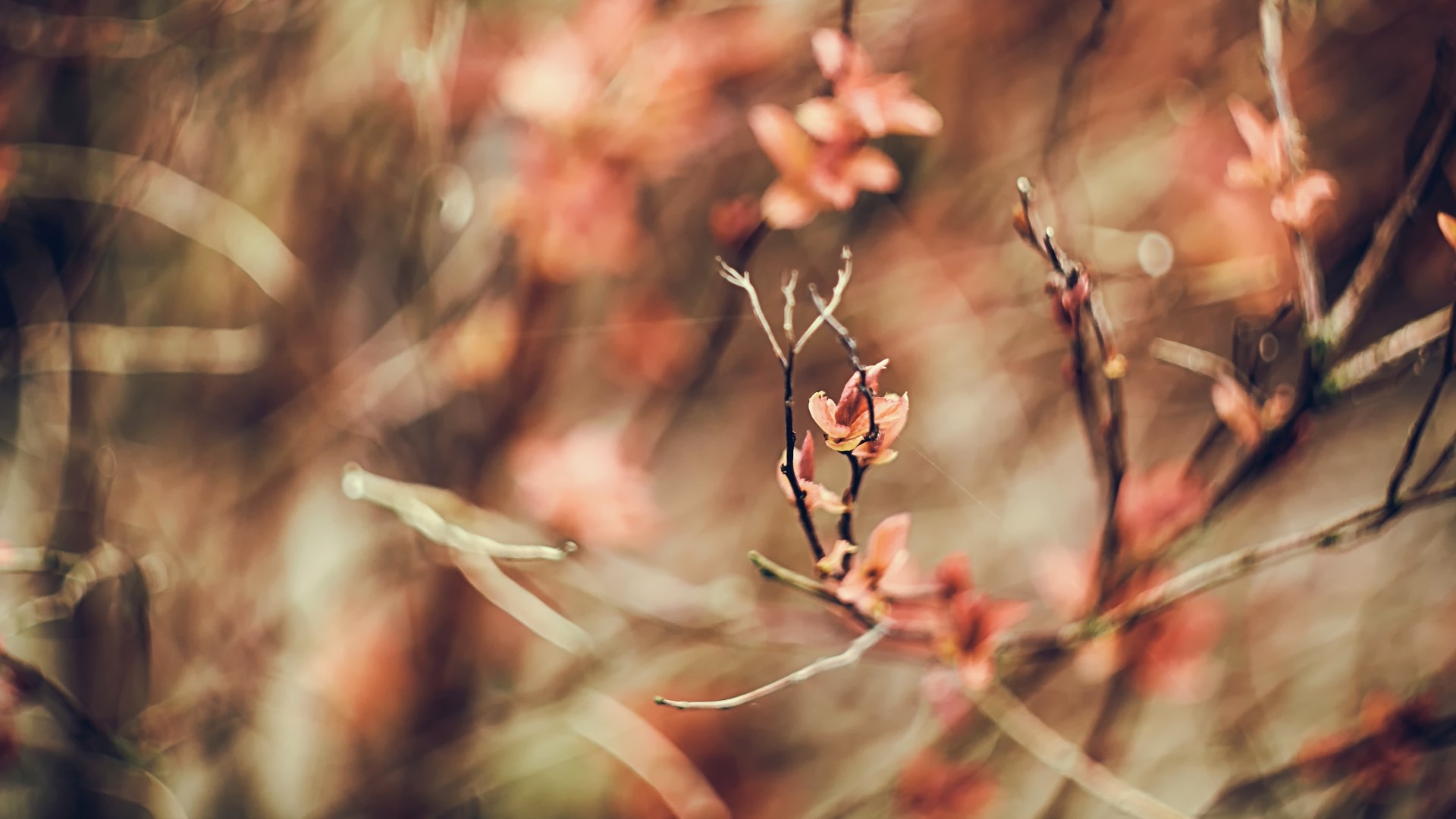 Close-up of delicate pink flowers on a branch with bokeh background HD Wallpaper